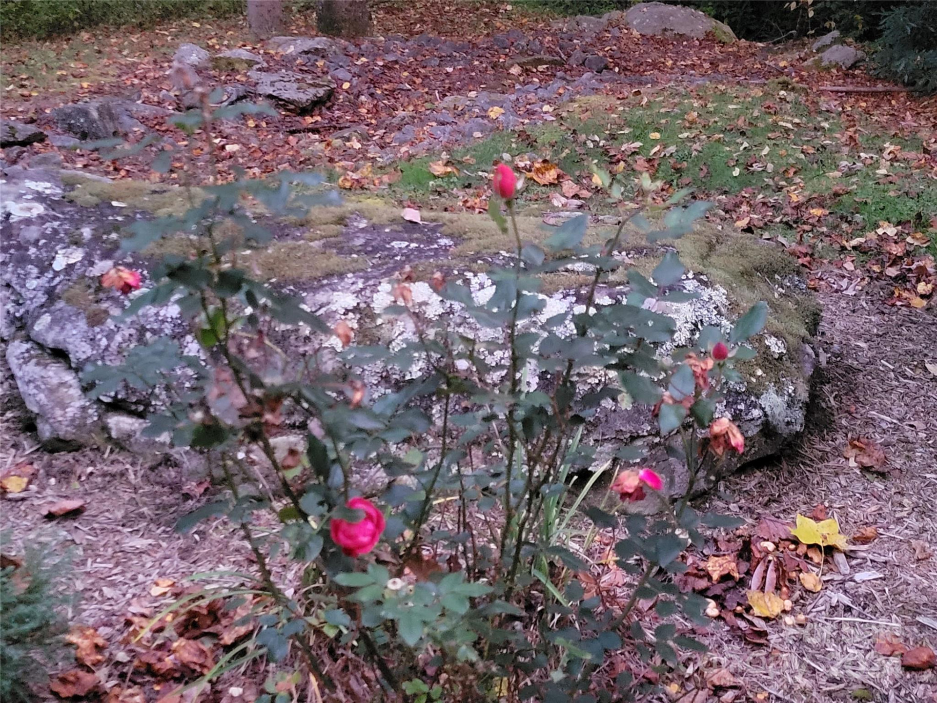 00 Covecrest Lane #10 - Photo 10