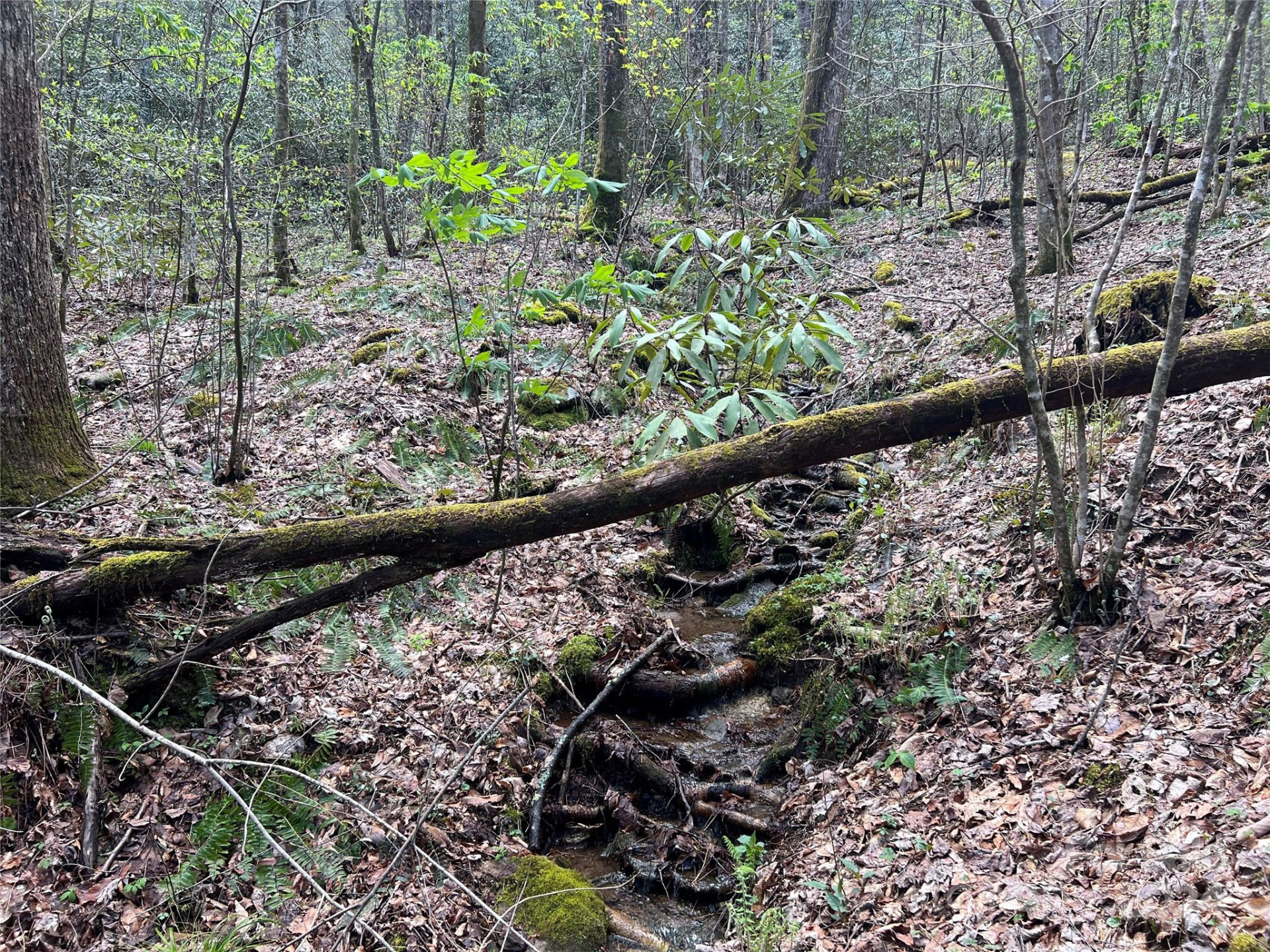 00 Audia Way Drive - Photo 5