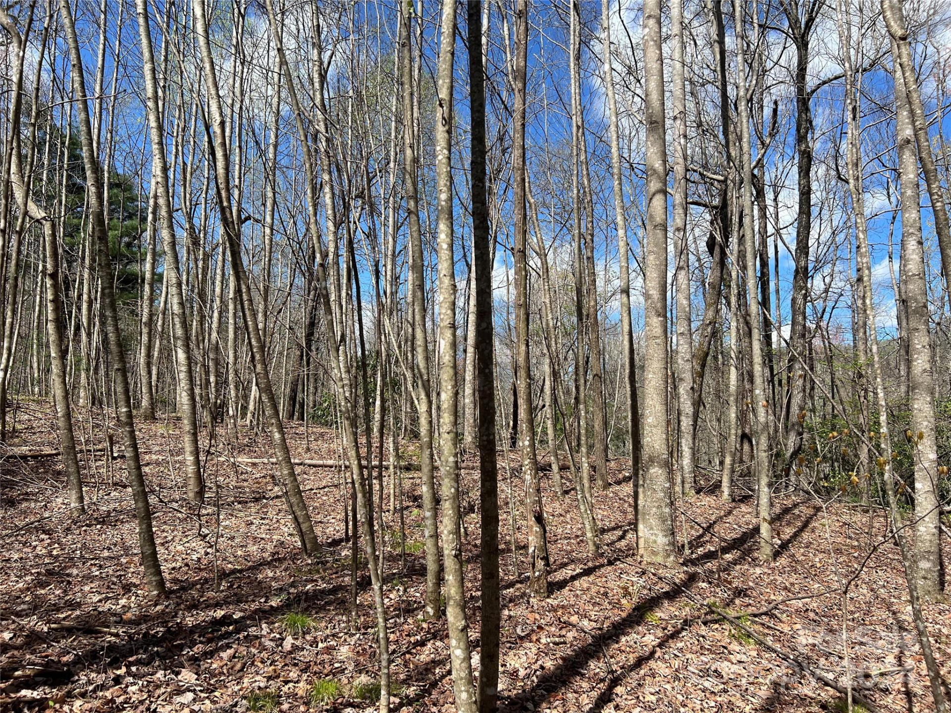 00 Audia Way Drive - Photo 7