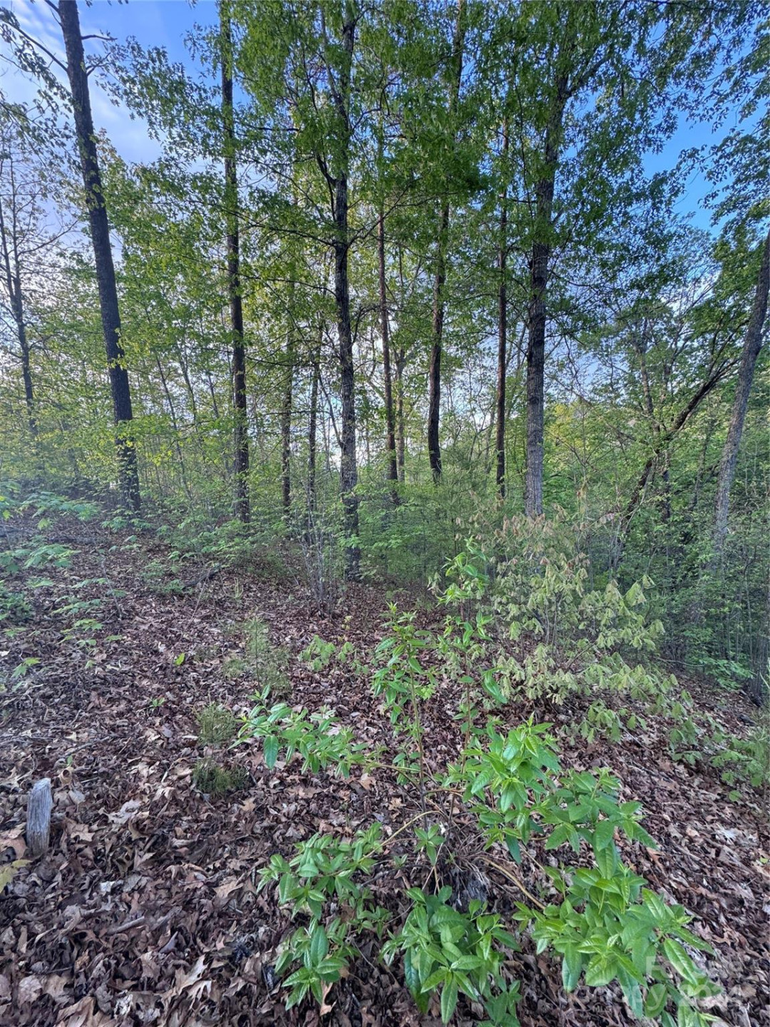 0 Willow Top Lane #315 - Photo 3