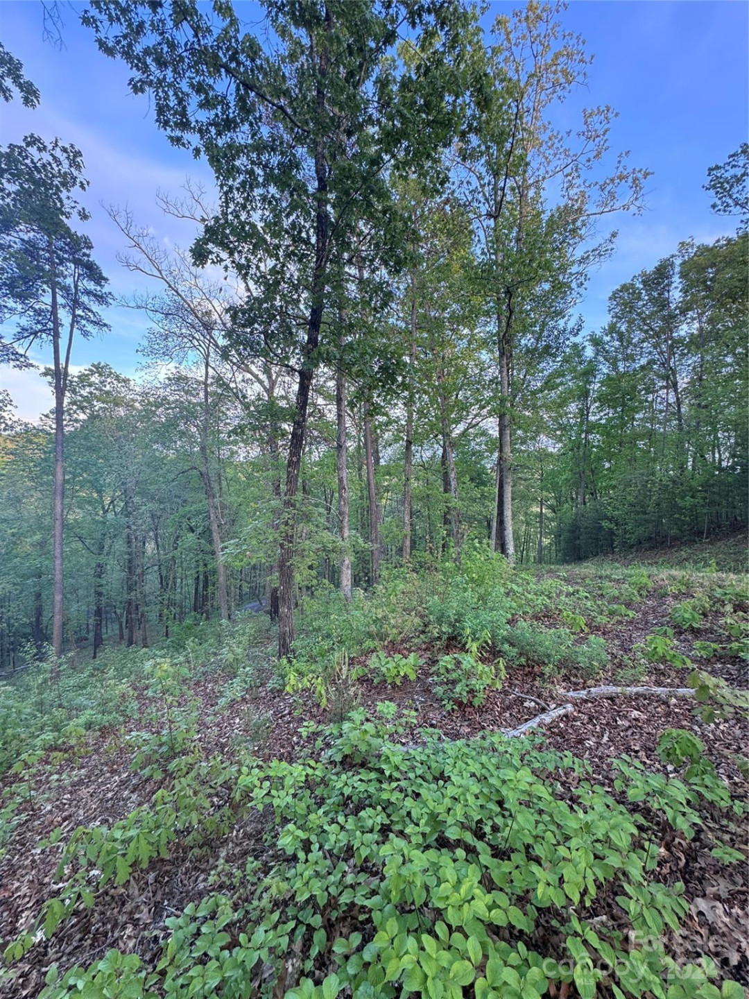 0 Willow Top Lane #315 - Photo 4