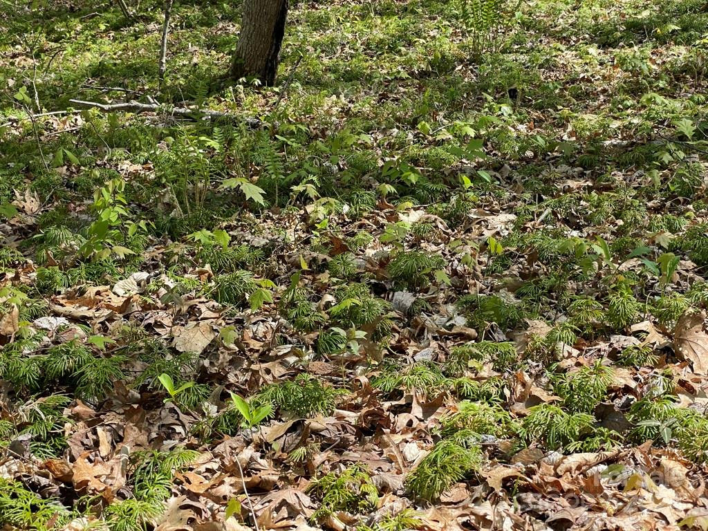 0000 Cawood Lane - Photo 18