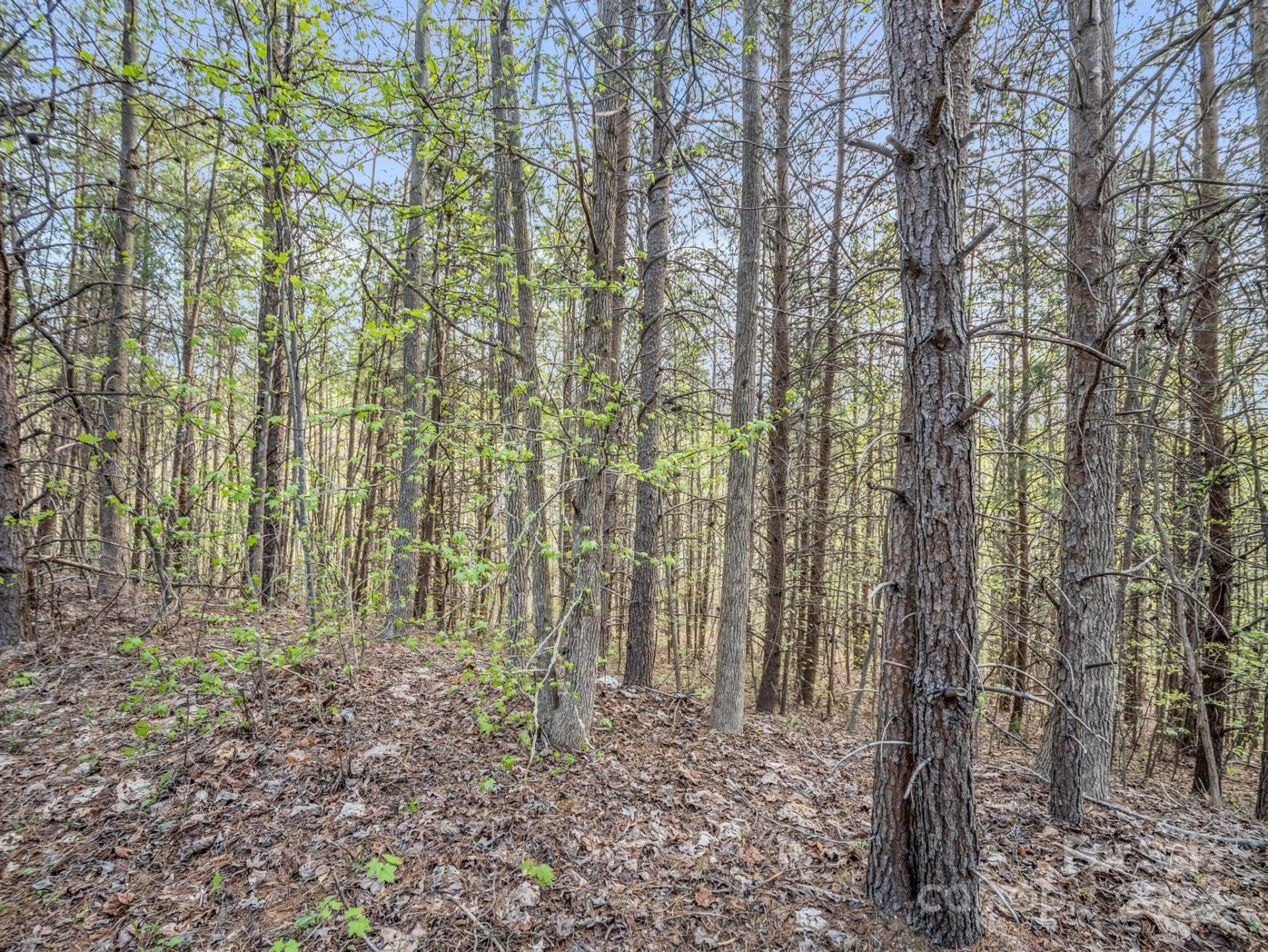 00 Equestrian Drive - Photo 11