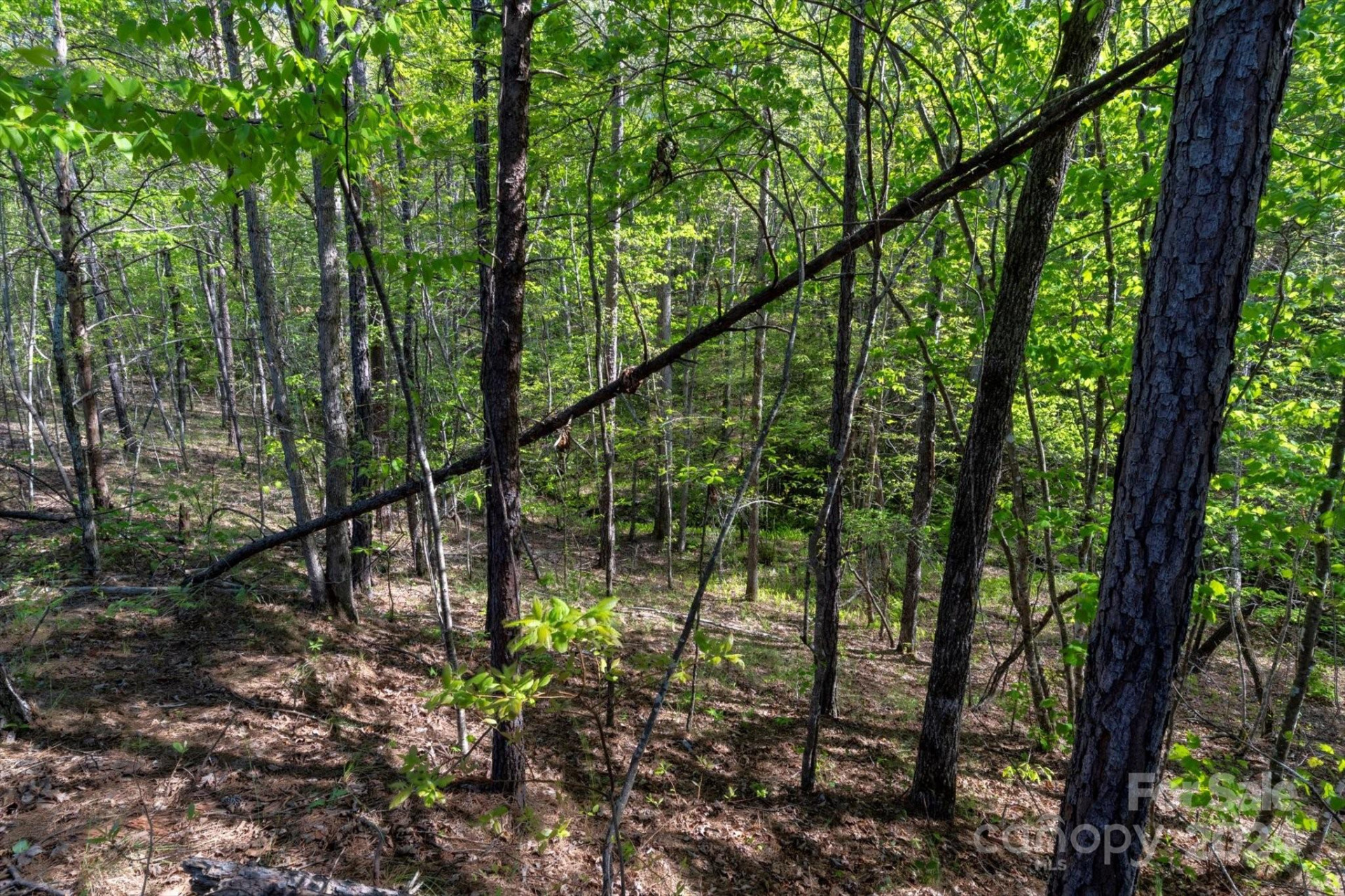 99999 Shady Bark Lane #41 - Photo 21