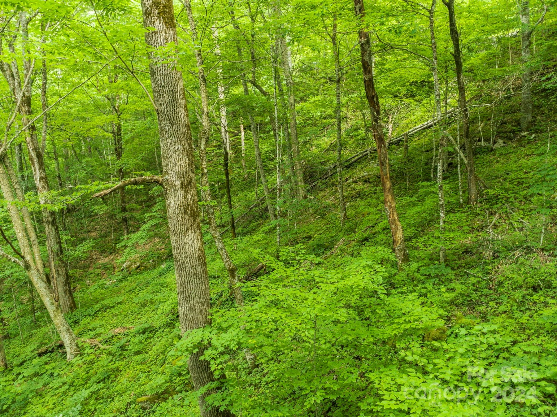 98 Goldenleaf Road #98 - Photo 21