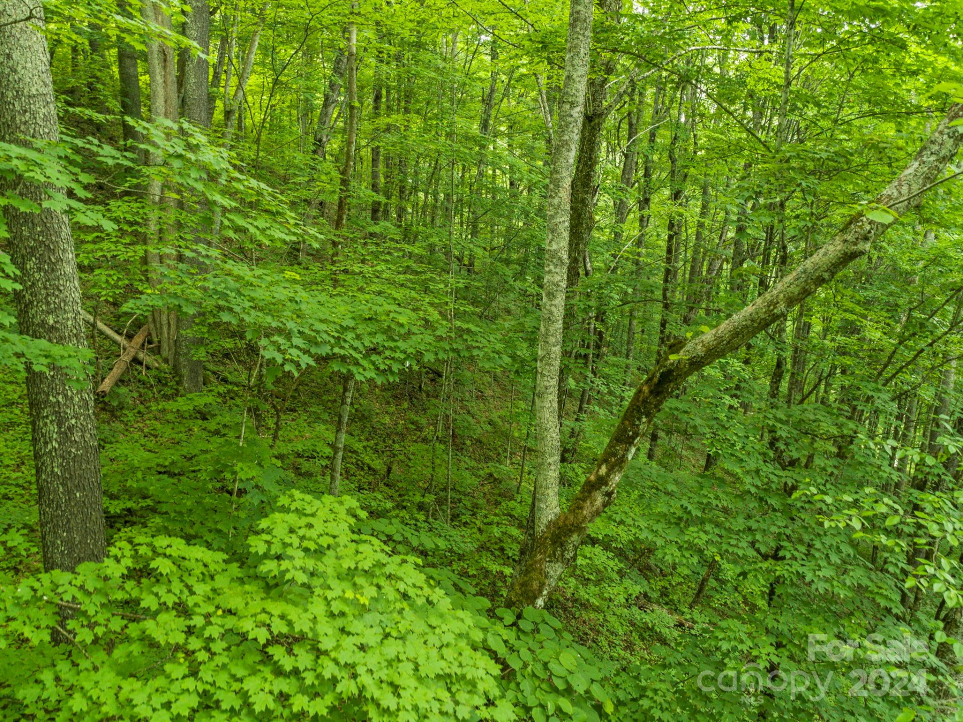 98 Goldenleaf Road #98 - Photo 23