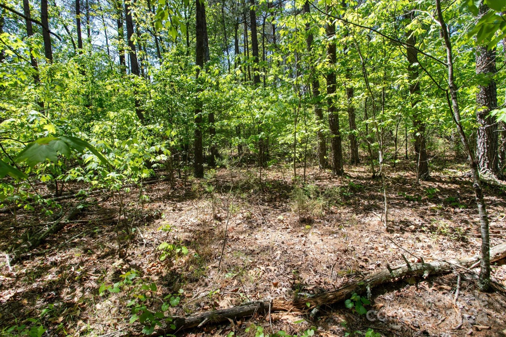 99999 Hickory Loop #2 - Photo 3