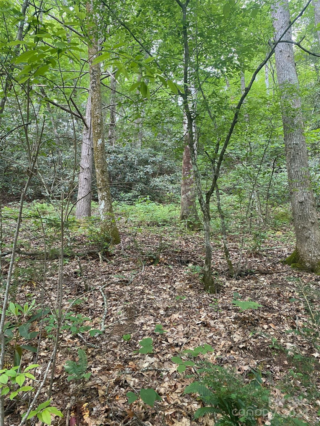 0 Cedar Creek Road #61 - Photo 3