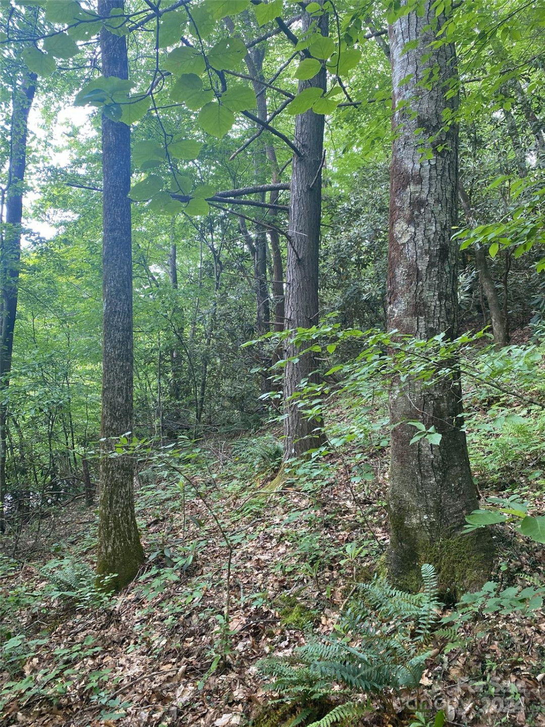 0 Cedar Creek Road #61 - Photo 4