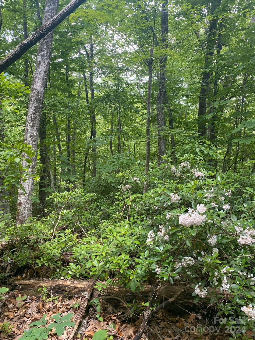 0 Cedar Creek Road #61 - Photo 6