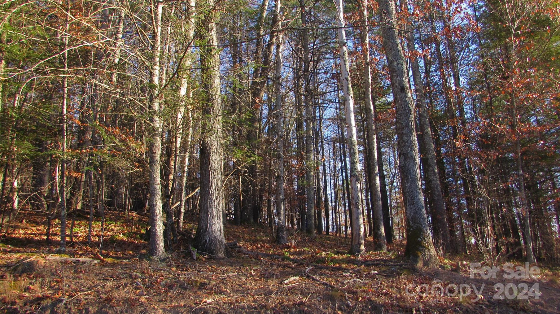 00 High Peak Drive #61 - Photo 14