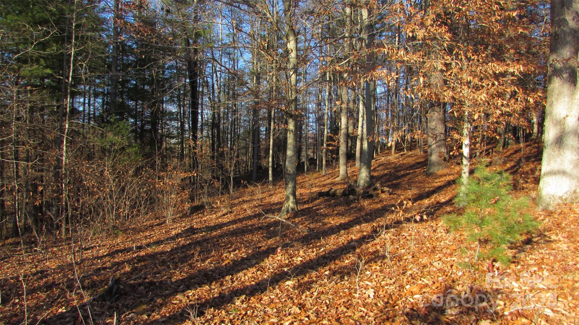 00 High Peak Drive #61 - Photo 5