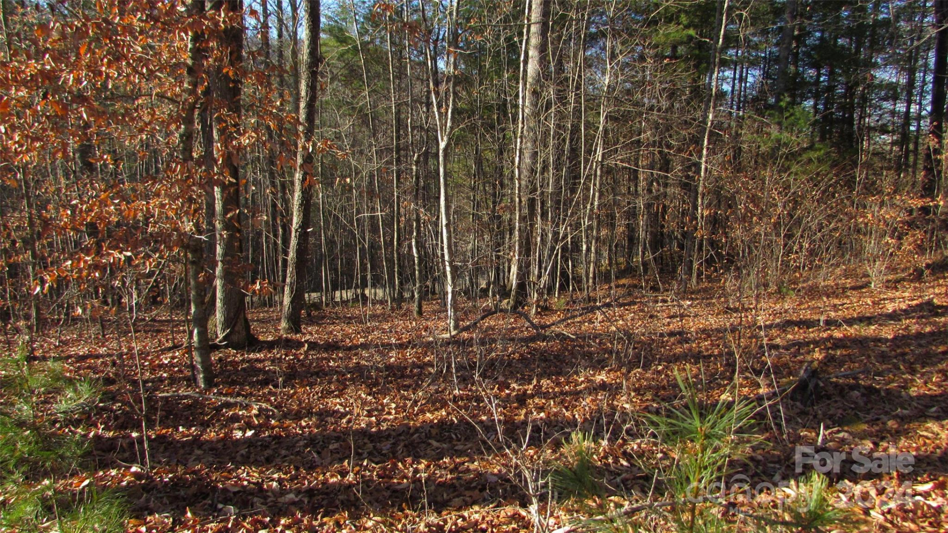 00 High Peak Drive #61 - Photo 6