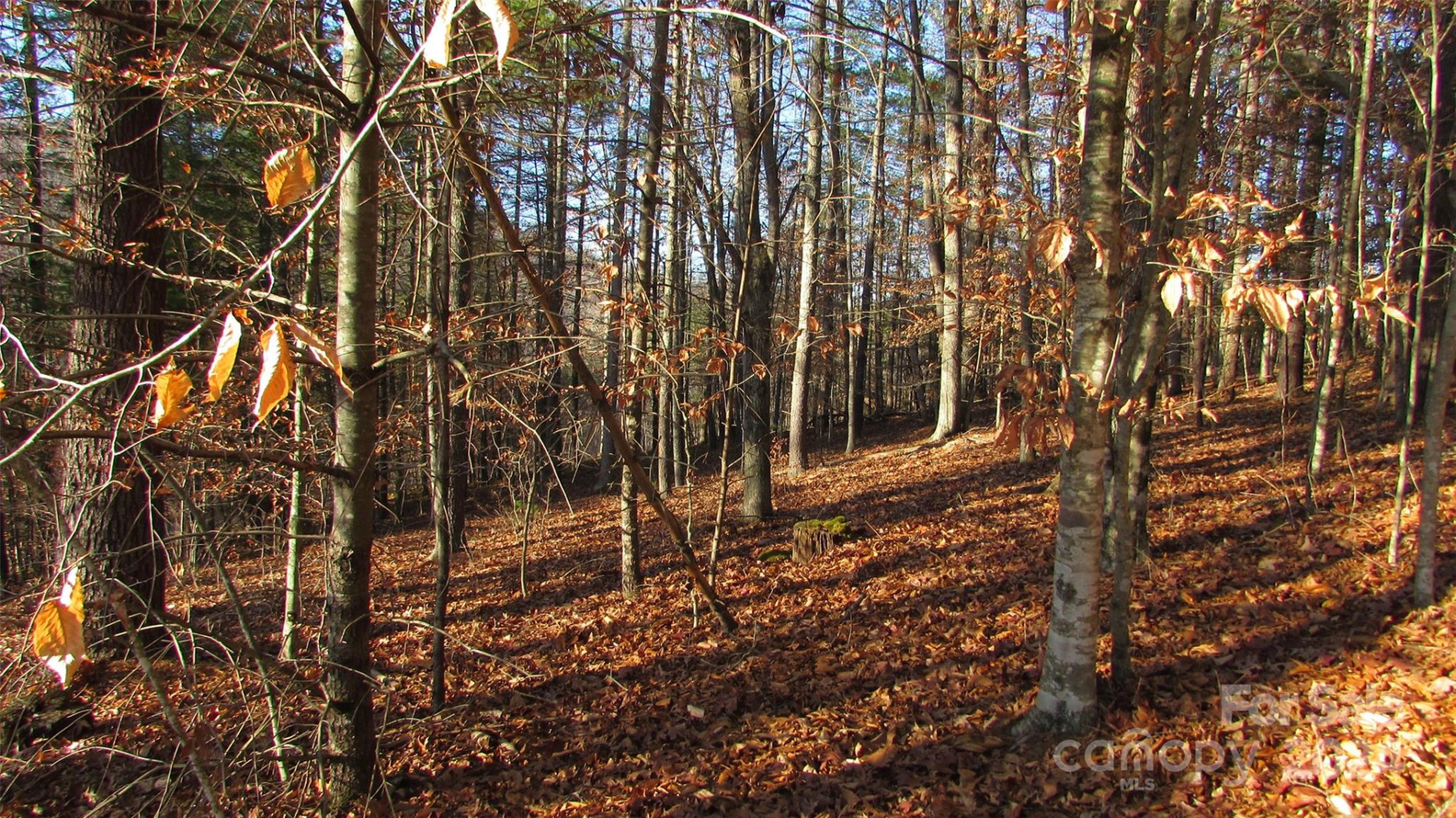 00 High Peak Drive #61 - Photo 8