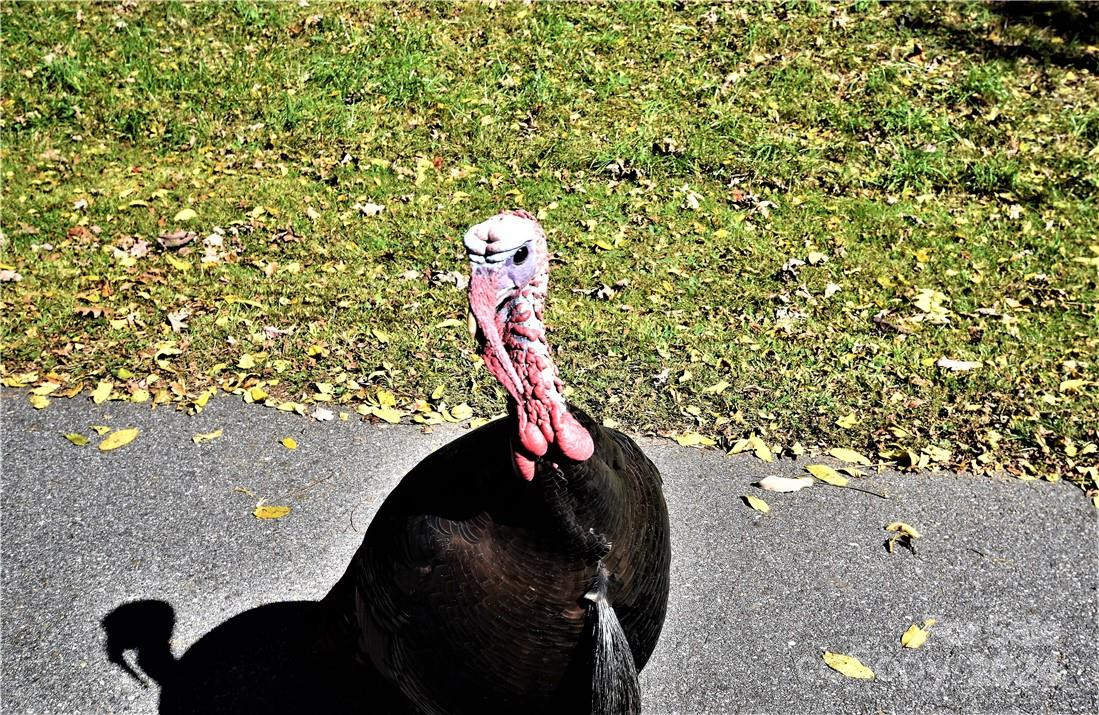 Lot 114 Kincaid Lane ##114 - Photo 11