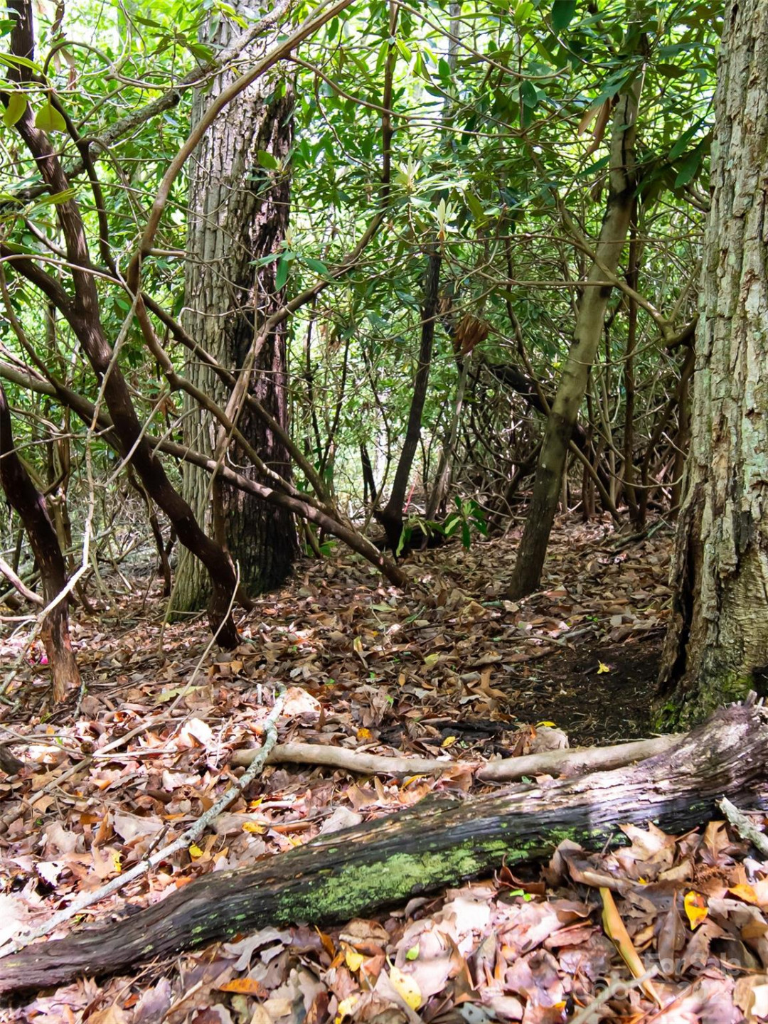 185 Crossvine Trail - Photo 12