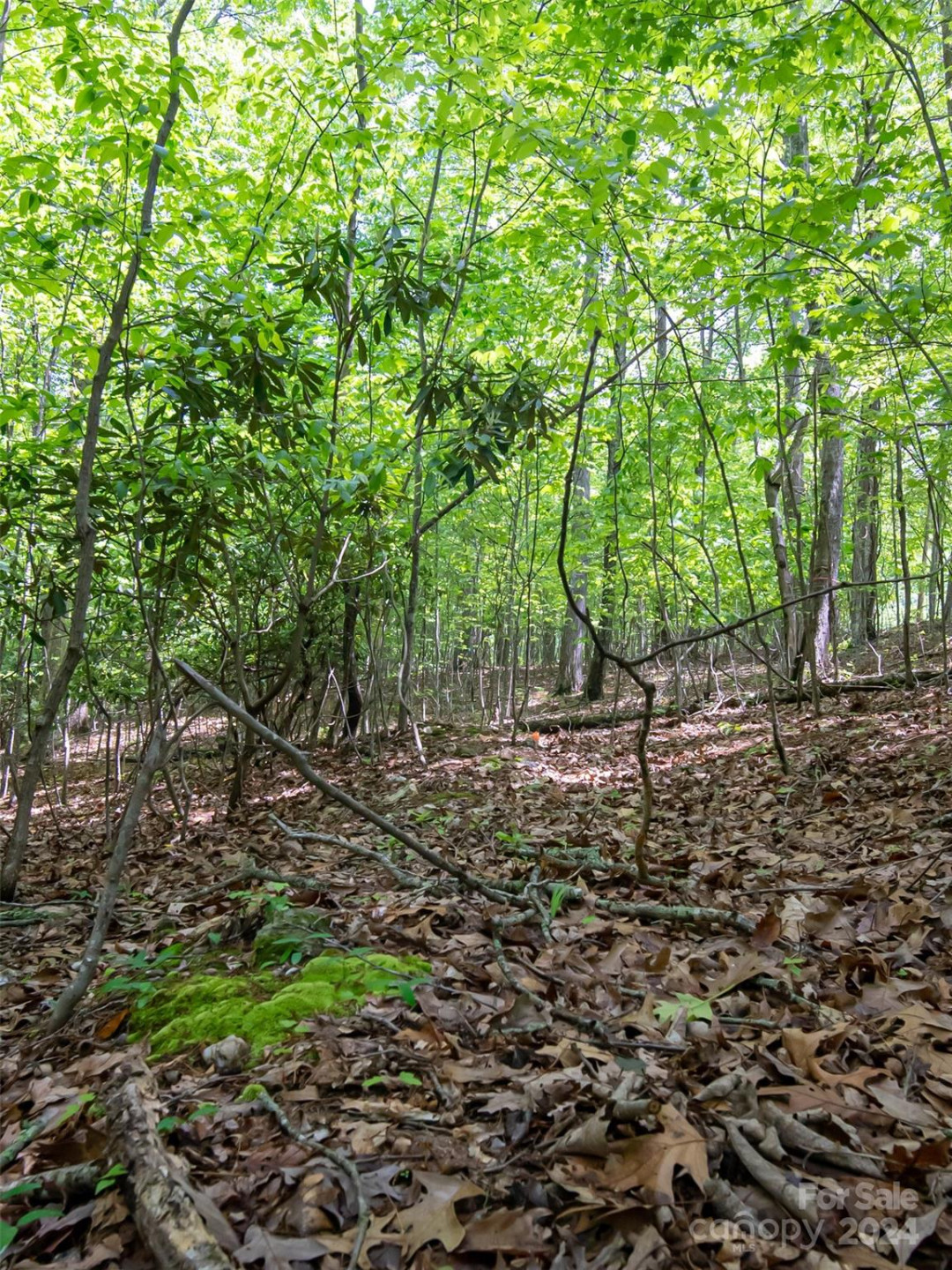 185 Crossvine Trail - Photo 14