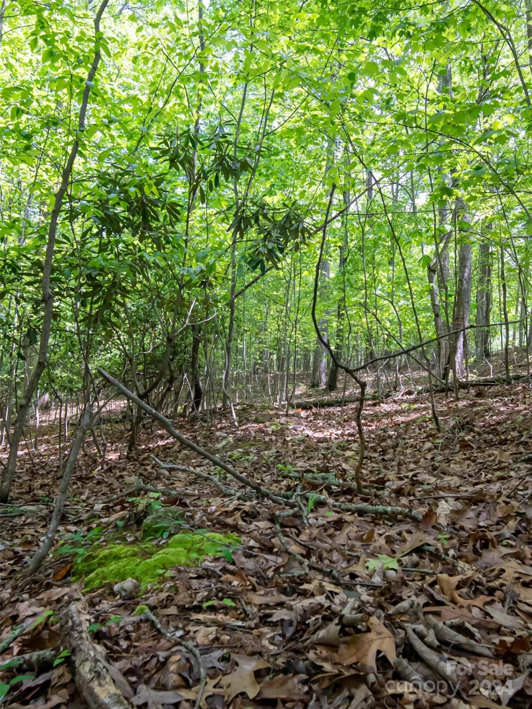 185 Crossvine Trail - Photo 14