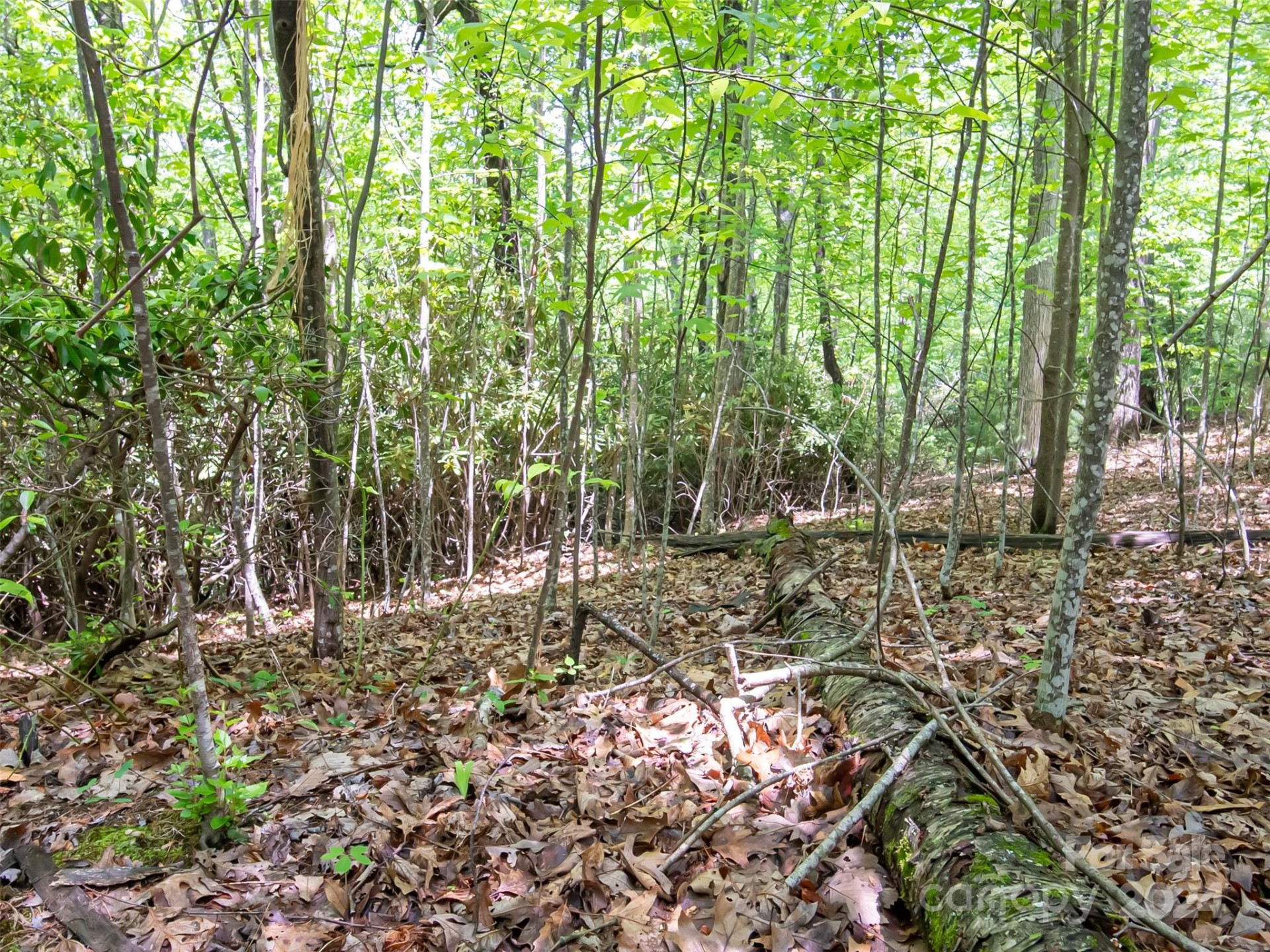 185 Crossvine Trail - Photo 15