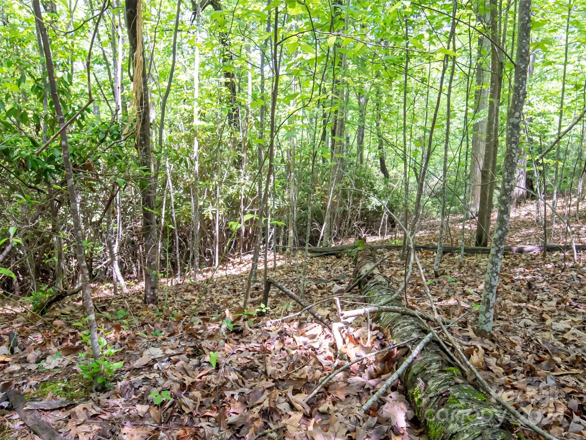 185 Crossvine Trail - Photo 15