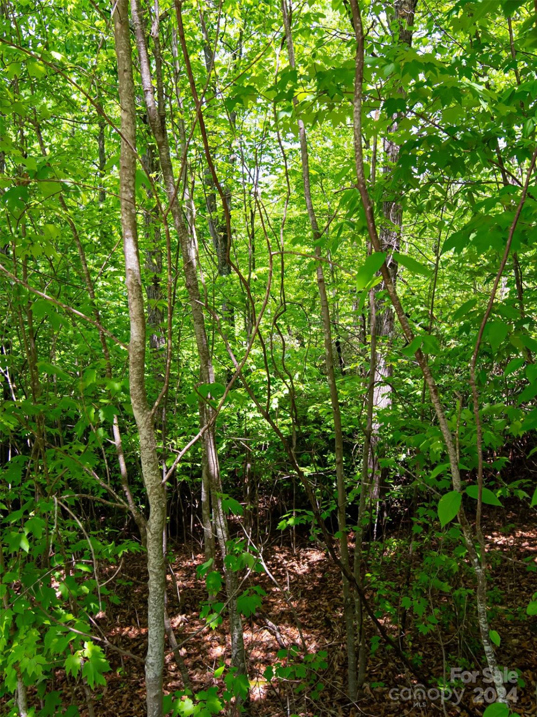 185 Crossvine Trail - Photo 7