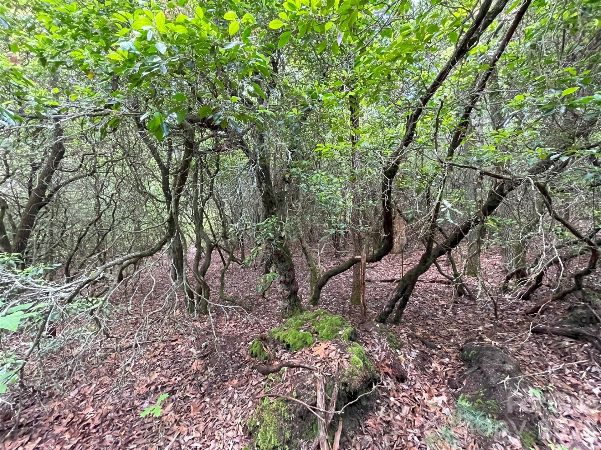 72 Emma Bri Lane - Photo 7