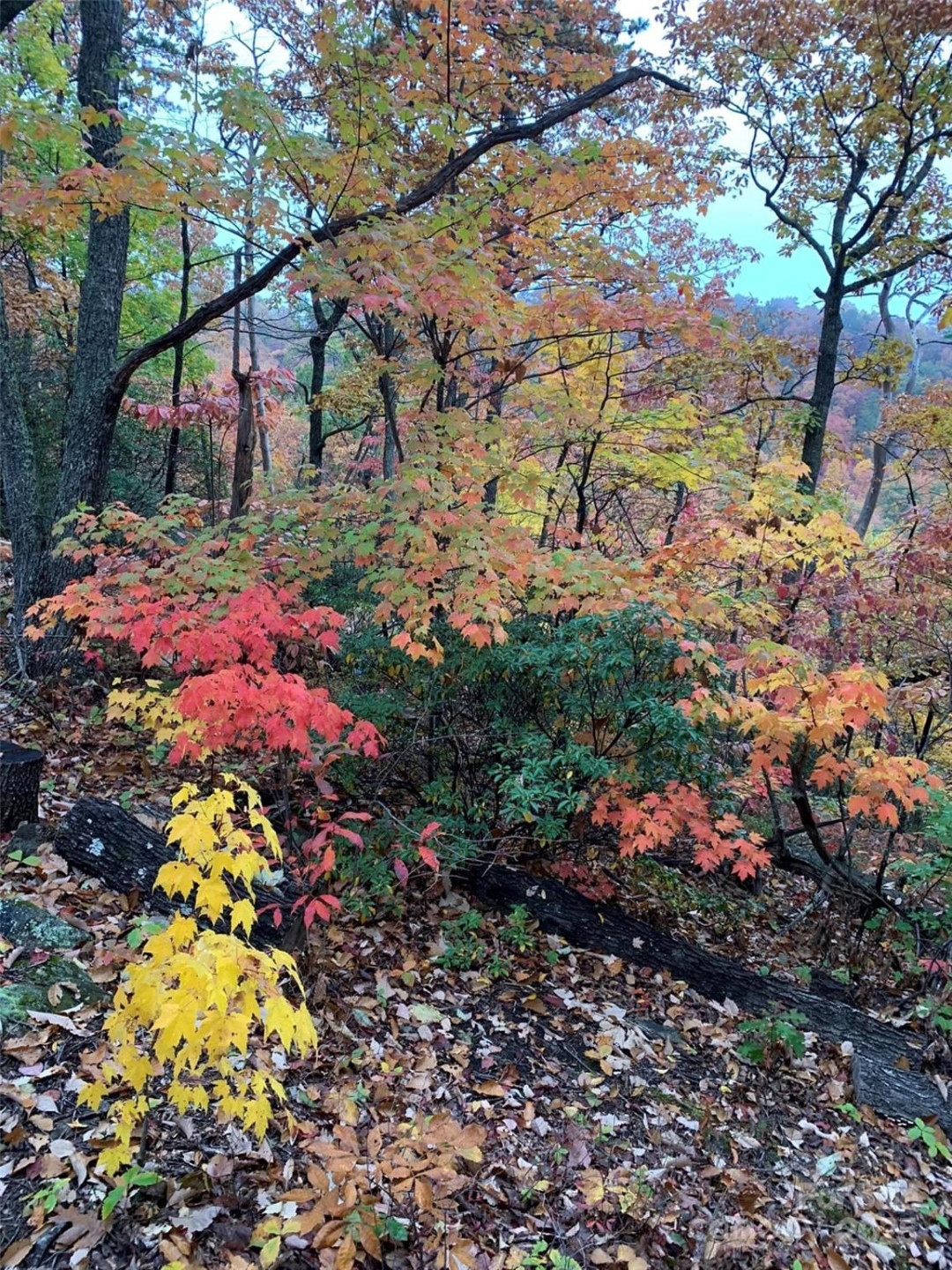 00 Hickory Nut Lane #390 - Photo 12