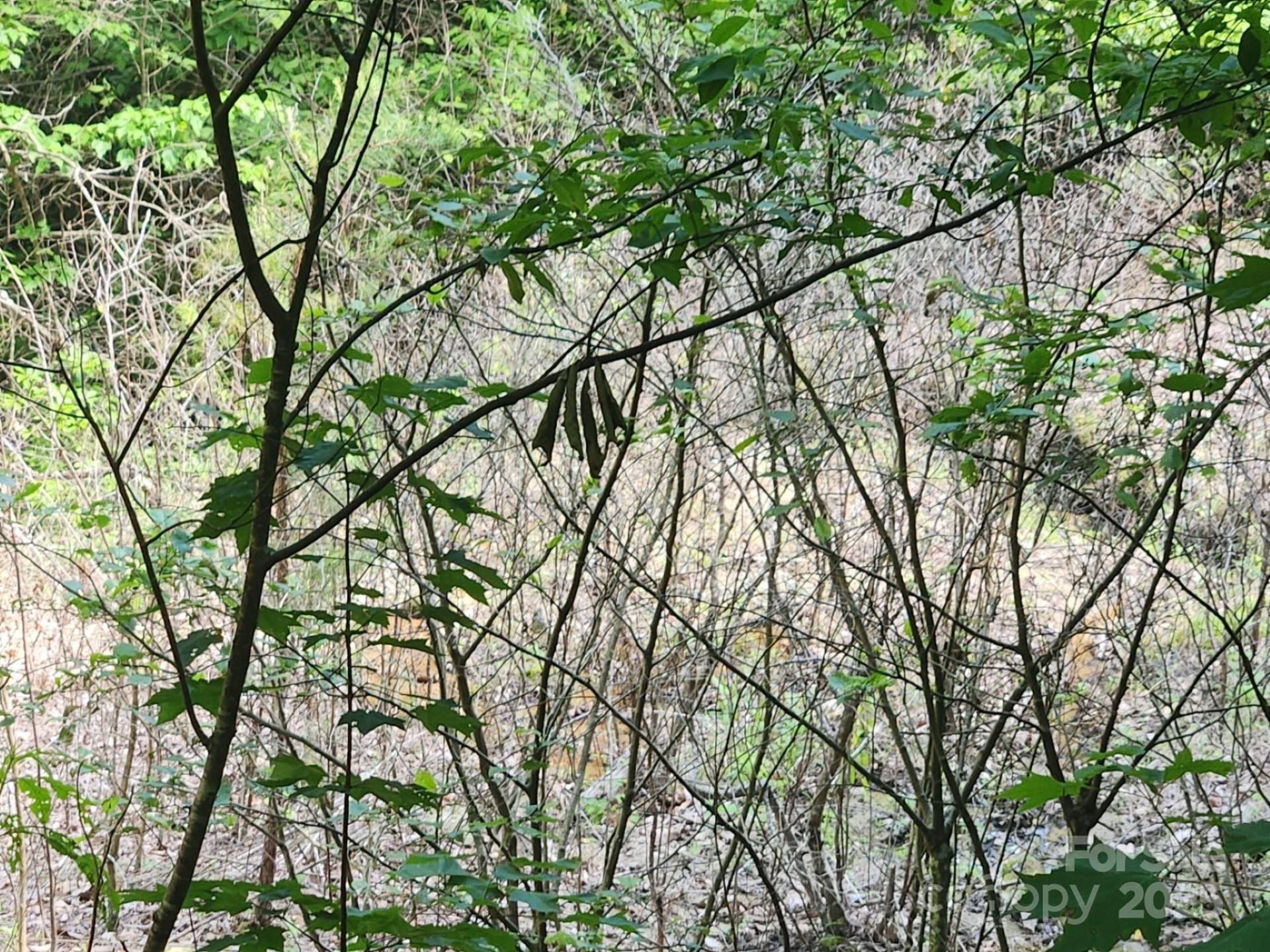 00 Hickory Nut Lane #390 - Photo 16