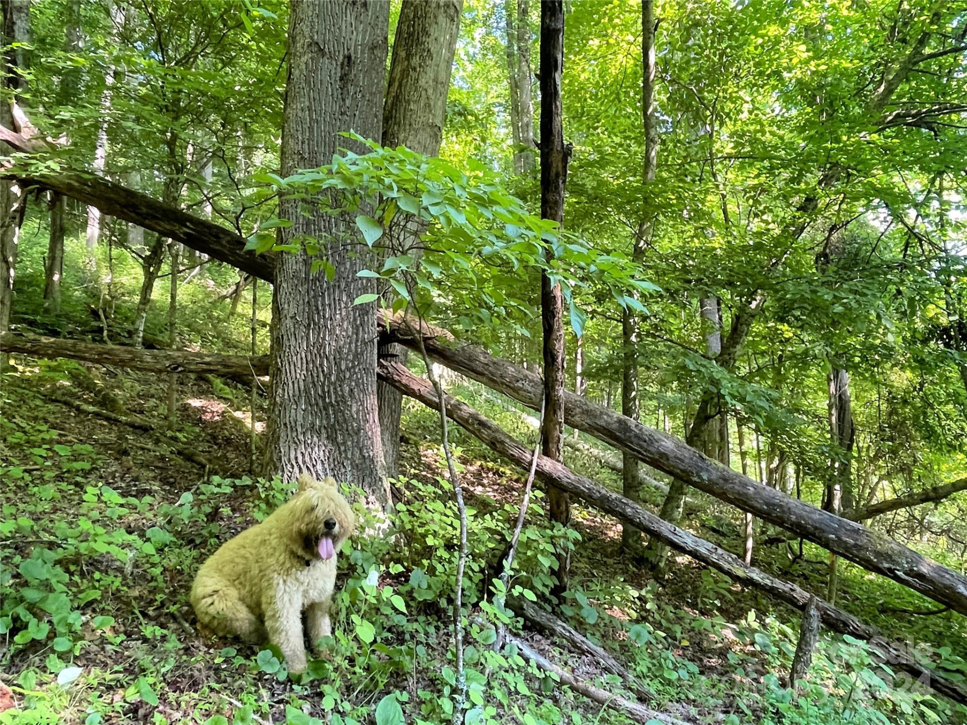 3065 Piney Hill Road - Photo 19