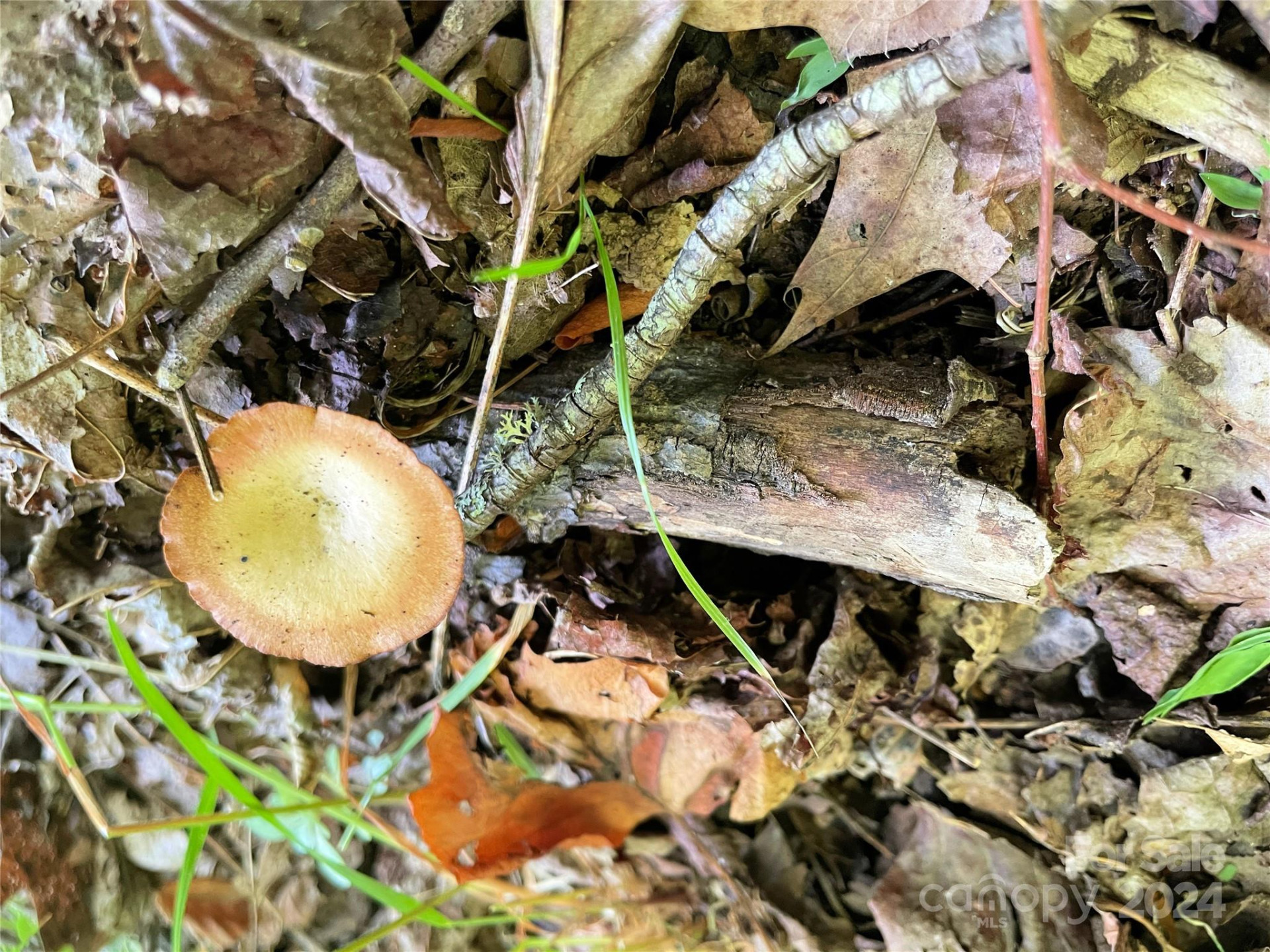 3065 Piney Hill Road - Photo 24