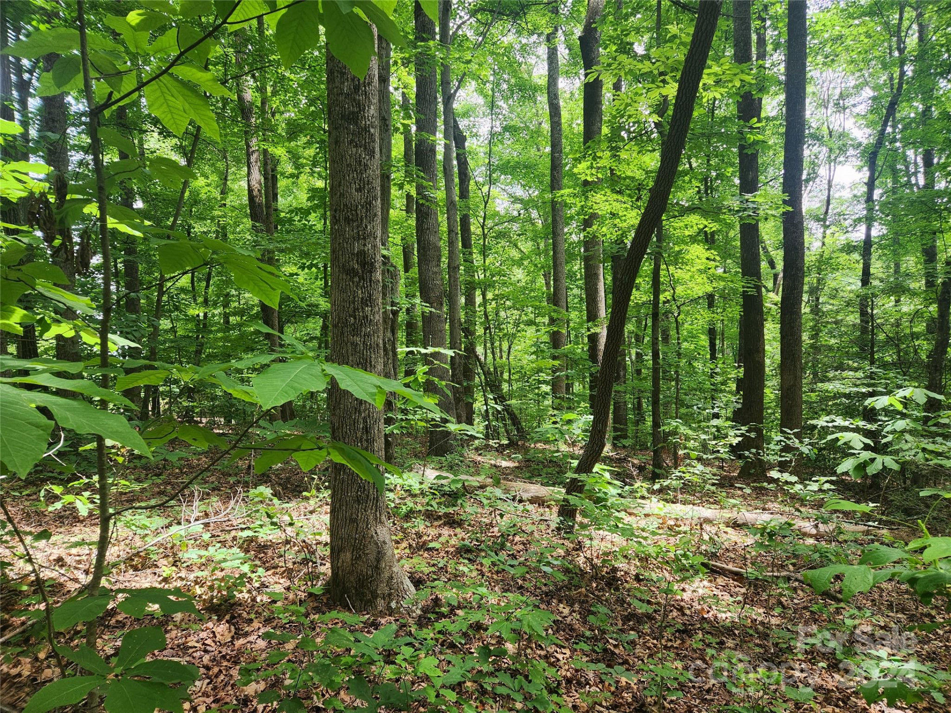00 Trail Ridge Drive #115 - Photo 3
