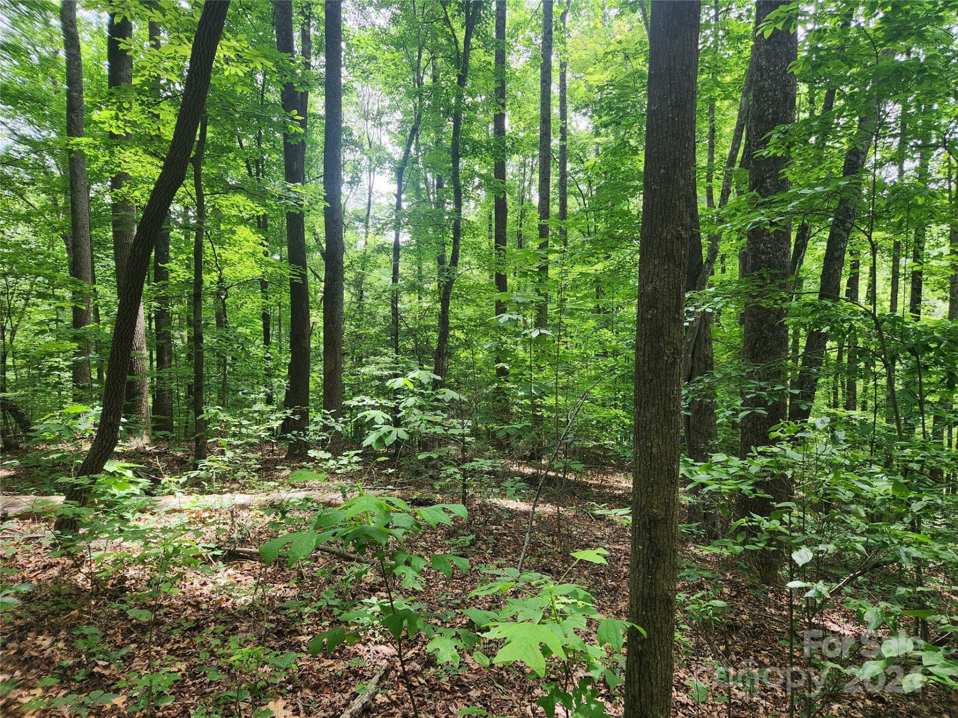 00 Trail Ridge Drive #115 - Photo 4