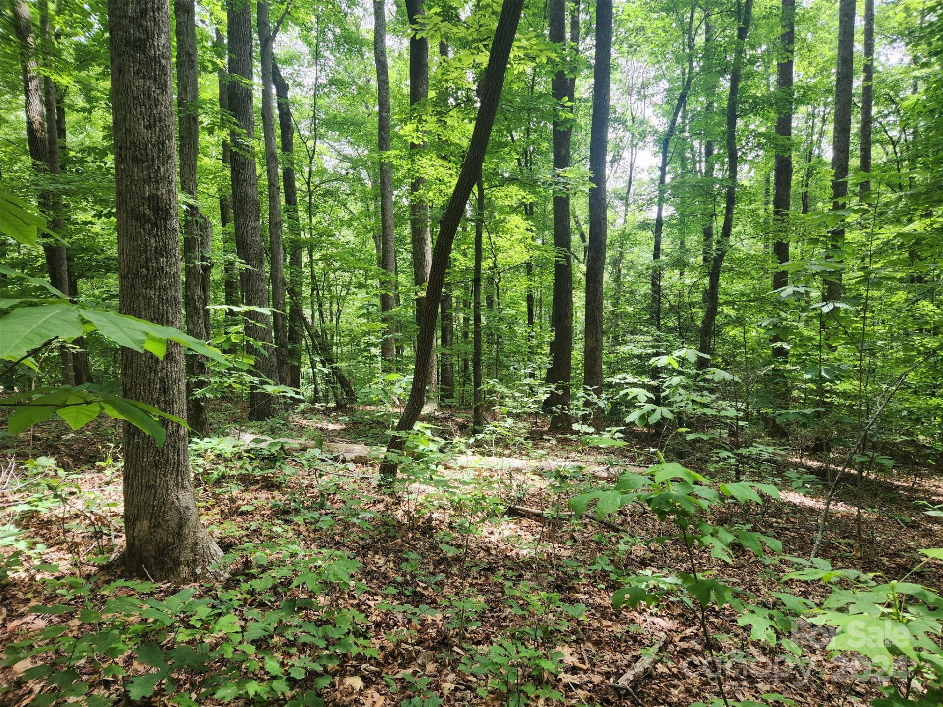 00 Trail Ridge Drive #115 - Photo 5