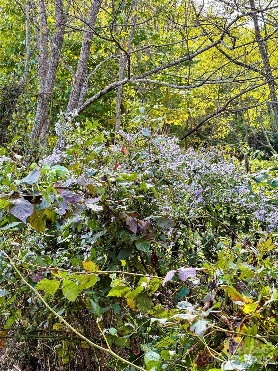 Tract 2 Turkey Trot Road - Photo 19