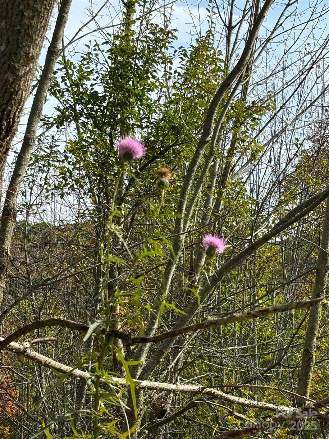 Tract 2 Turkey Trot Road - Photo 43