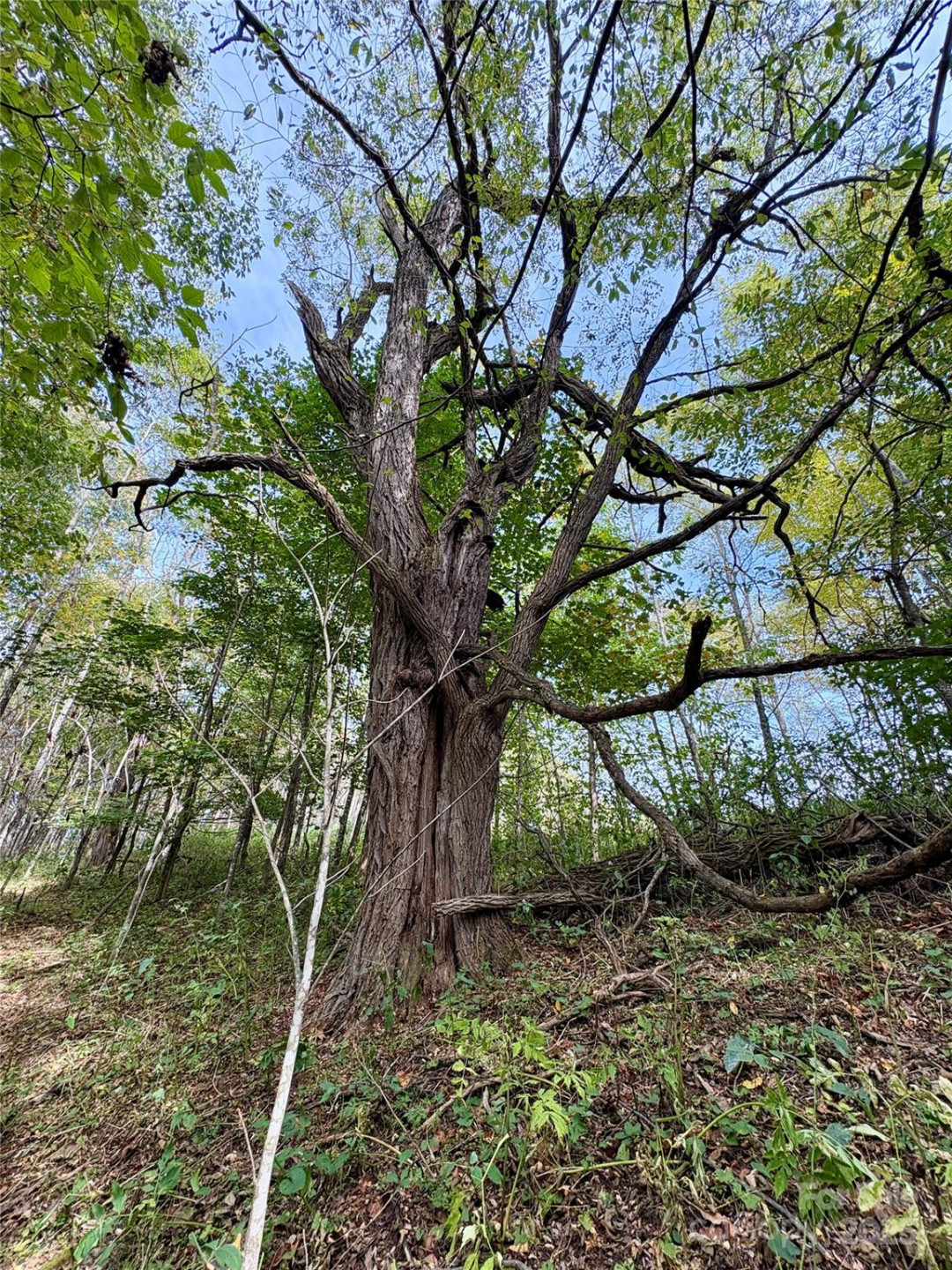 Tract 2 Turkey Trot Road - Photo 44