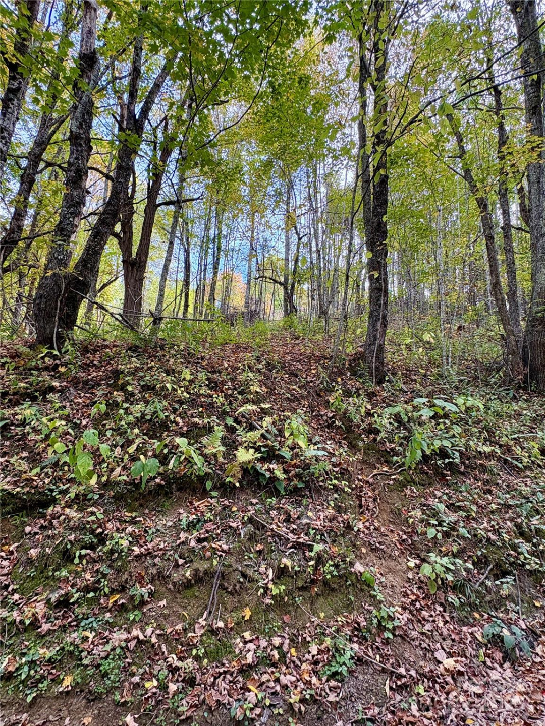 Tract 2 Turkey Trot Road - Photo 45