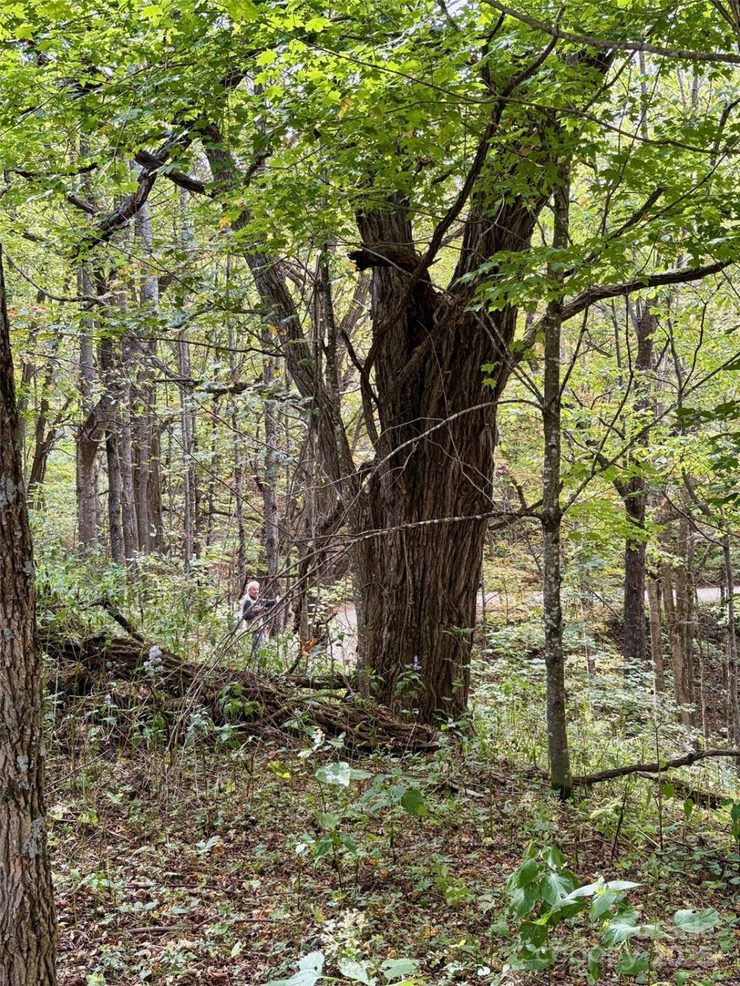 Tract 2 Turkey Trot Road - Photo 47