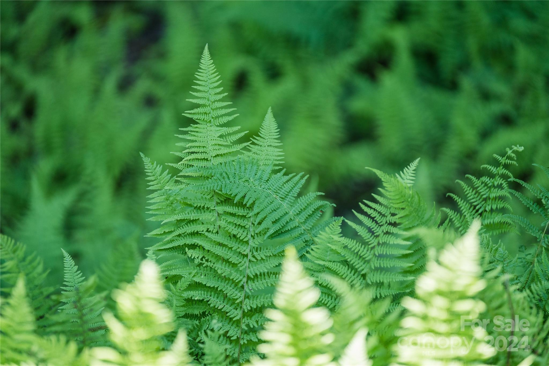 567 Shining Rock Path - Photo 17