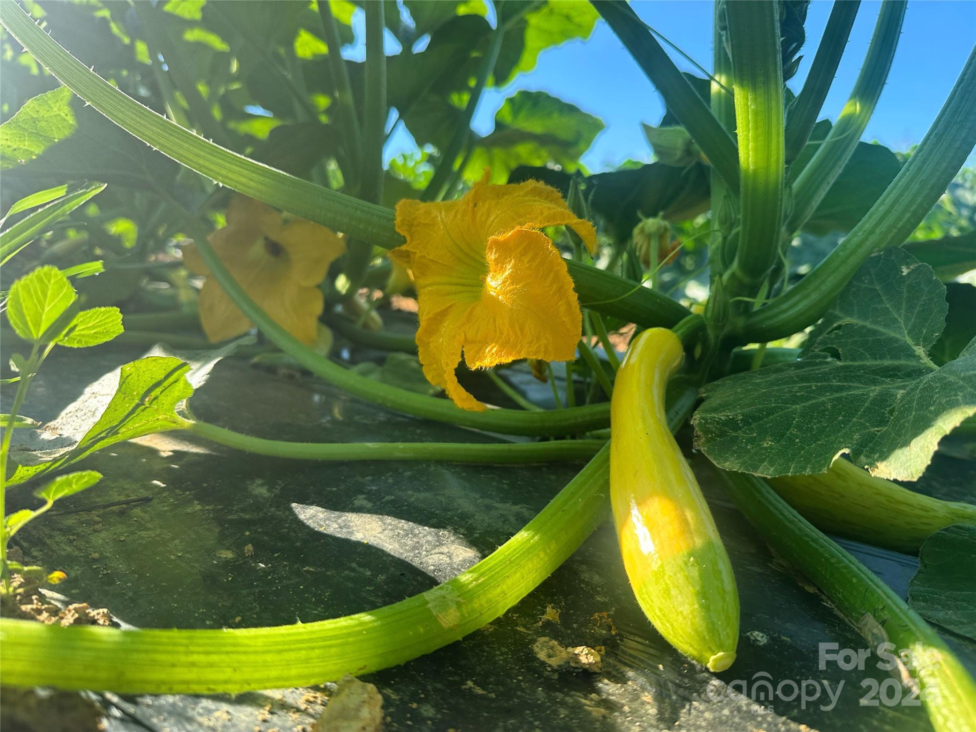 240 Westridge Farm Road #19 - Photo 7