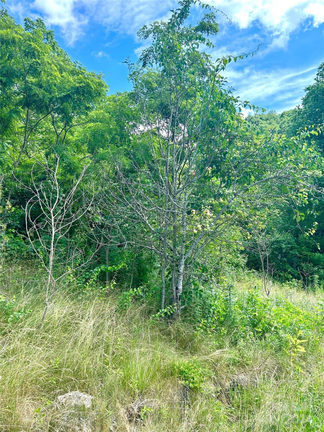 00 Split Pine Cove - Photo 9