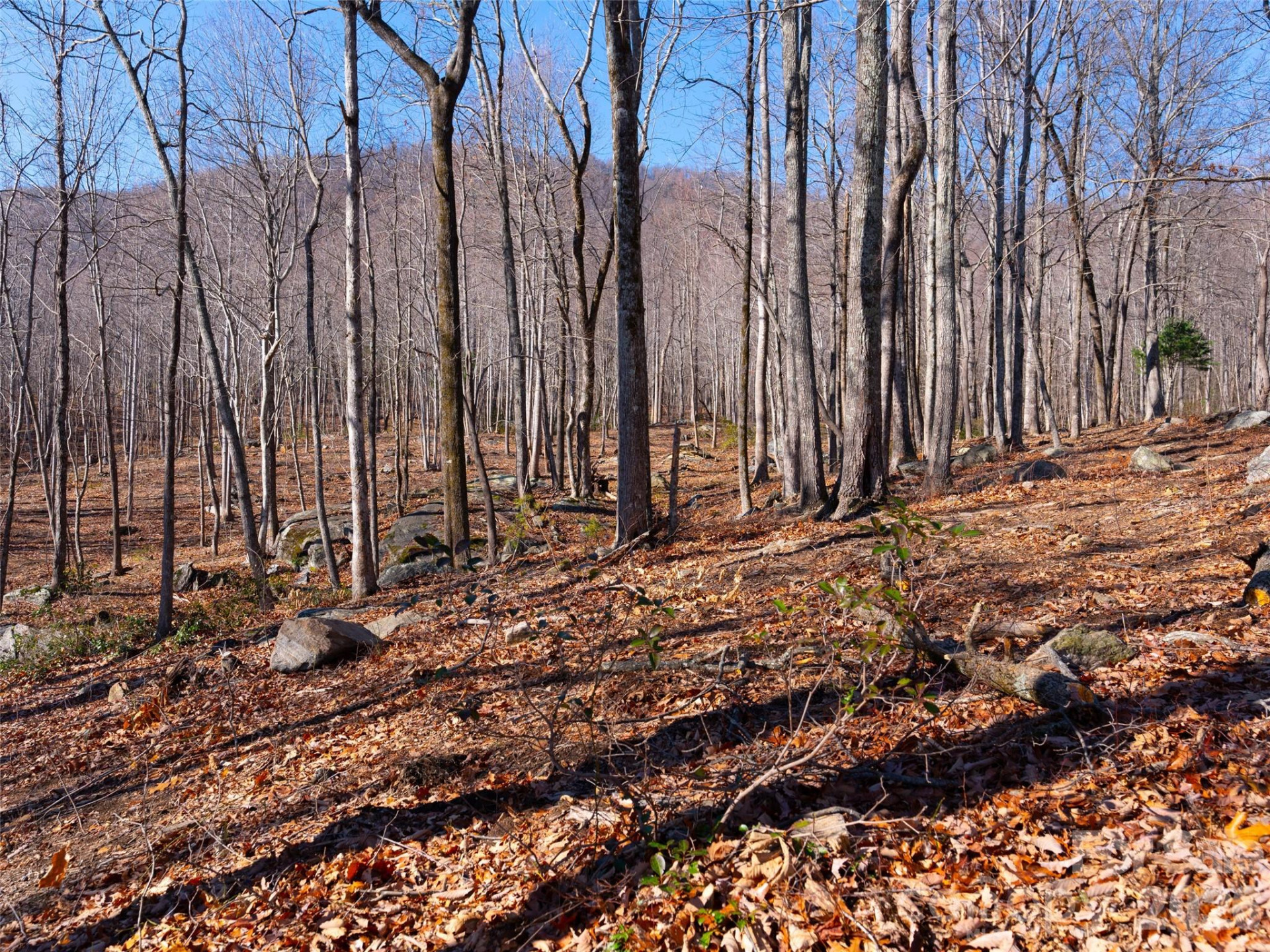 220 Chesterfield Drive - Photo 5