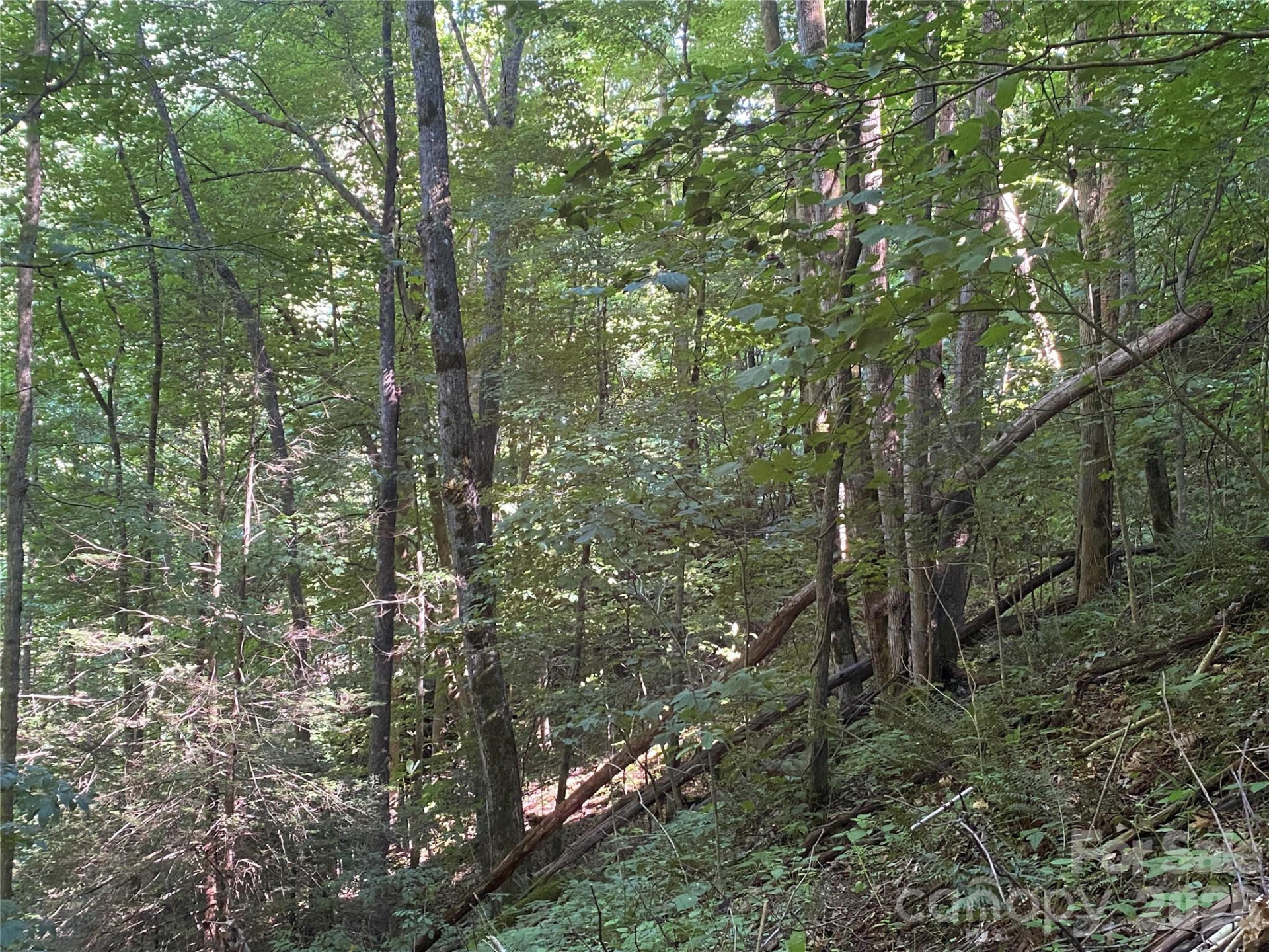 0000 Big Laurel Road - Photo 14