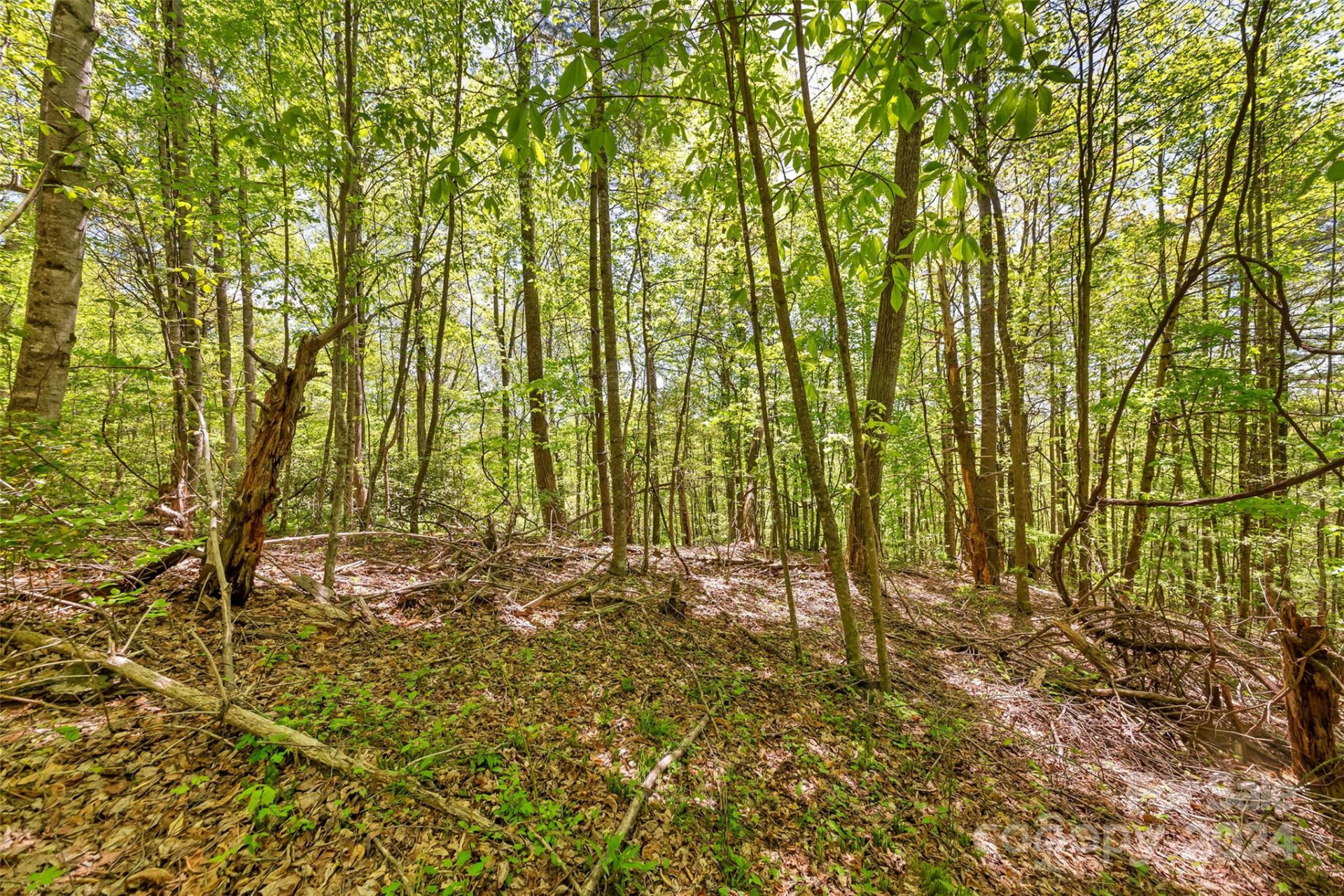 0000 Gouges Creek Road - Photo 3