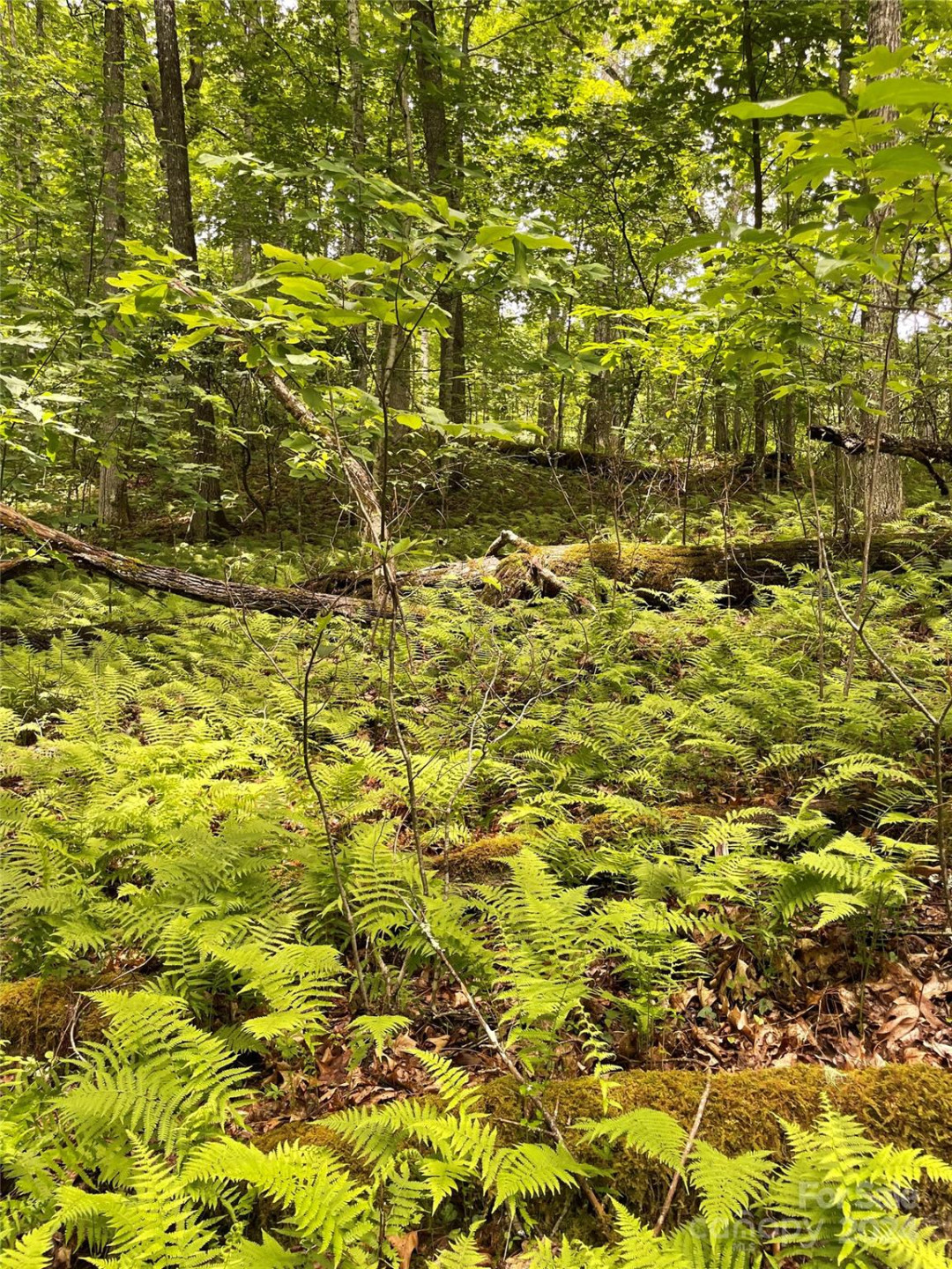 25 Rainbow Trout Drive #25 - Photo 2