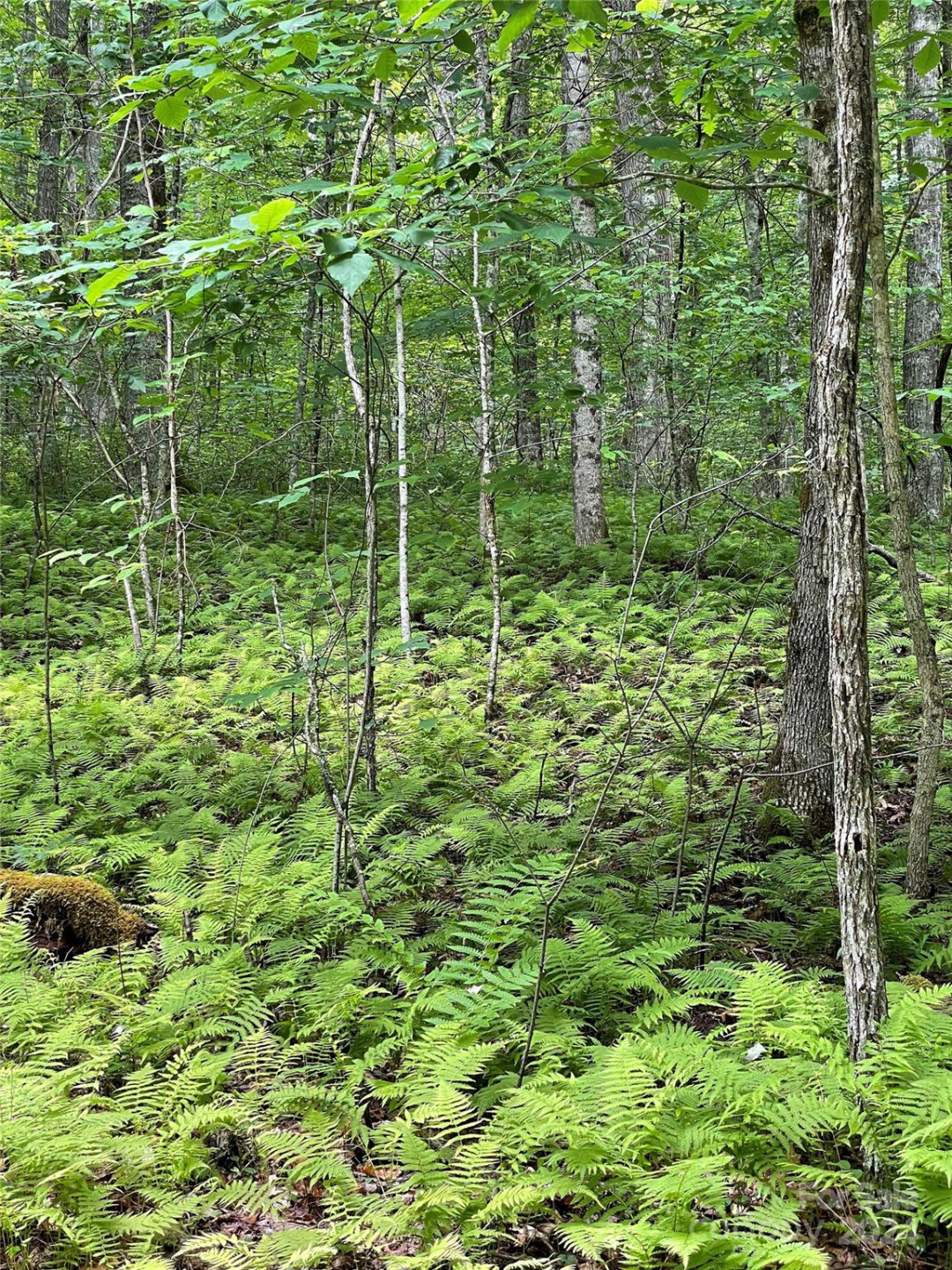 25 Rainbow Trout Drive #25 - Photo 3