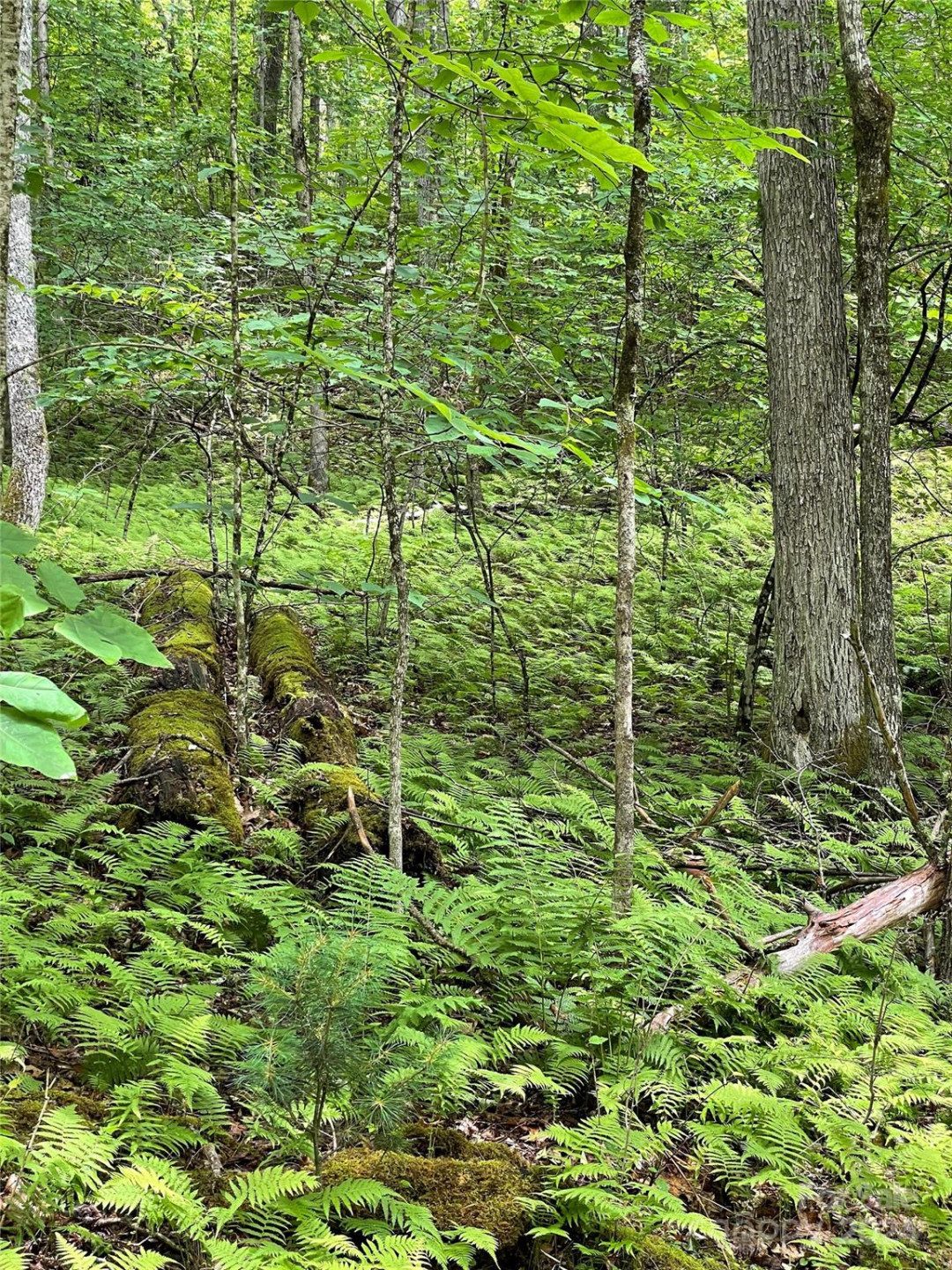 25 Rainbow Trout Drive #25 - Photo 5