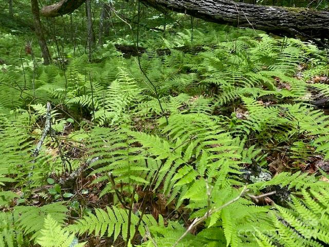 25 Rainbow Trout Drive #25 - Photo 6