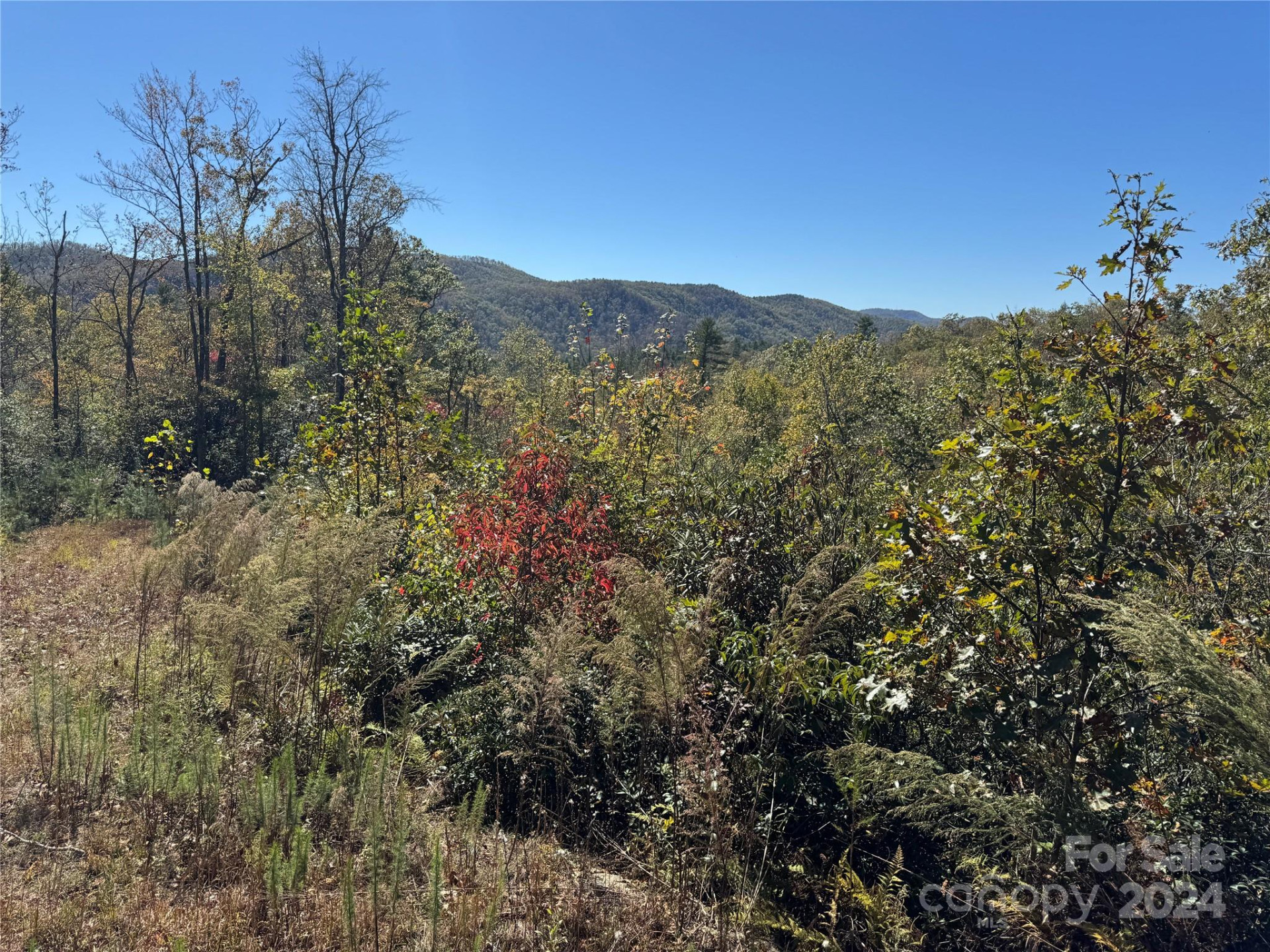 667 Laurel Thicket Lane - Photo 3