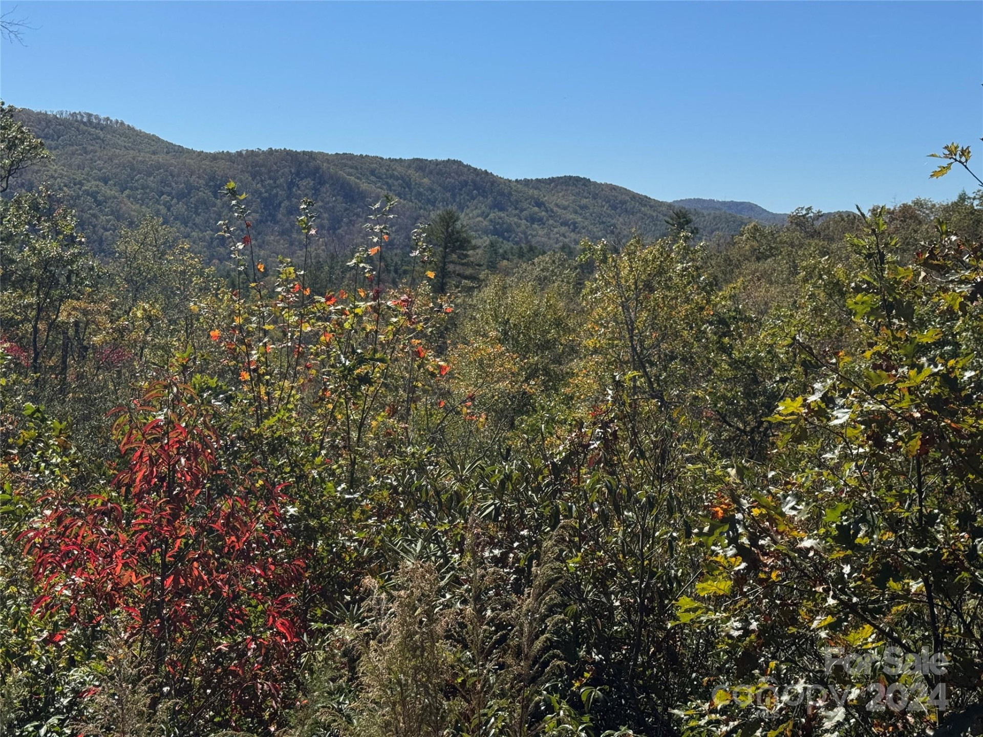 667 Laurel Thicket Lane - Photo 4